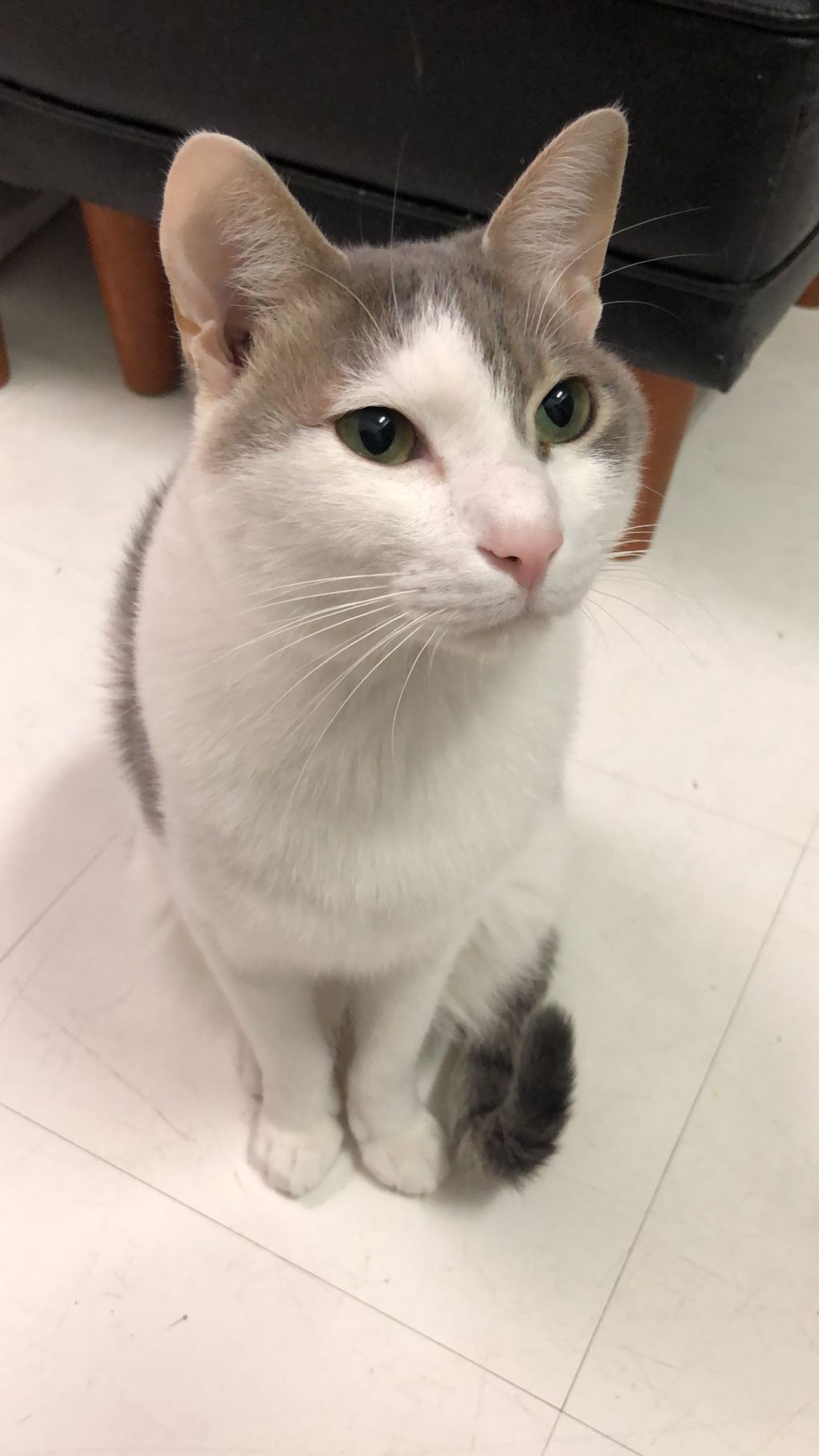 雑種（ミックス猫）・オスの里親募集の写真