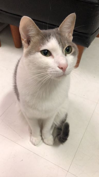 しじみの写真