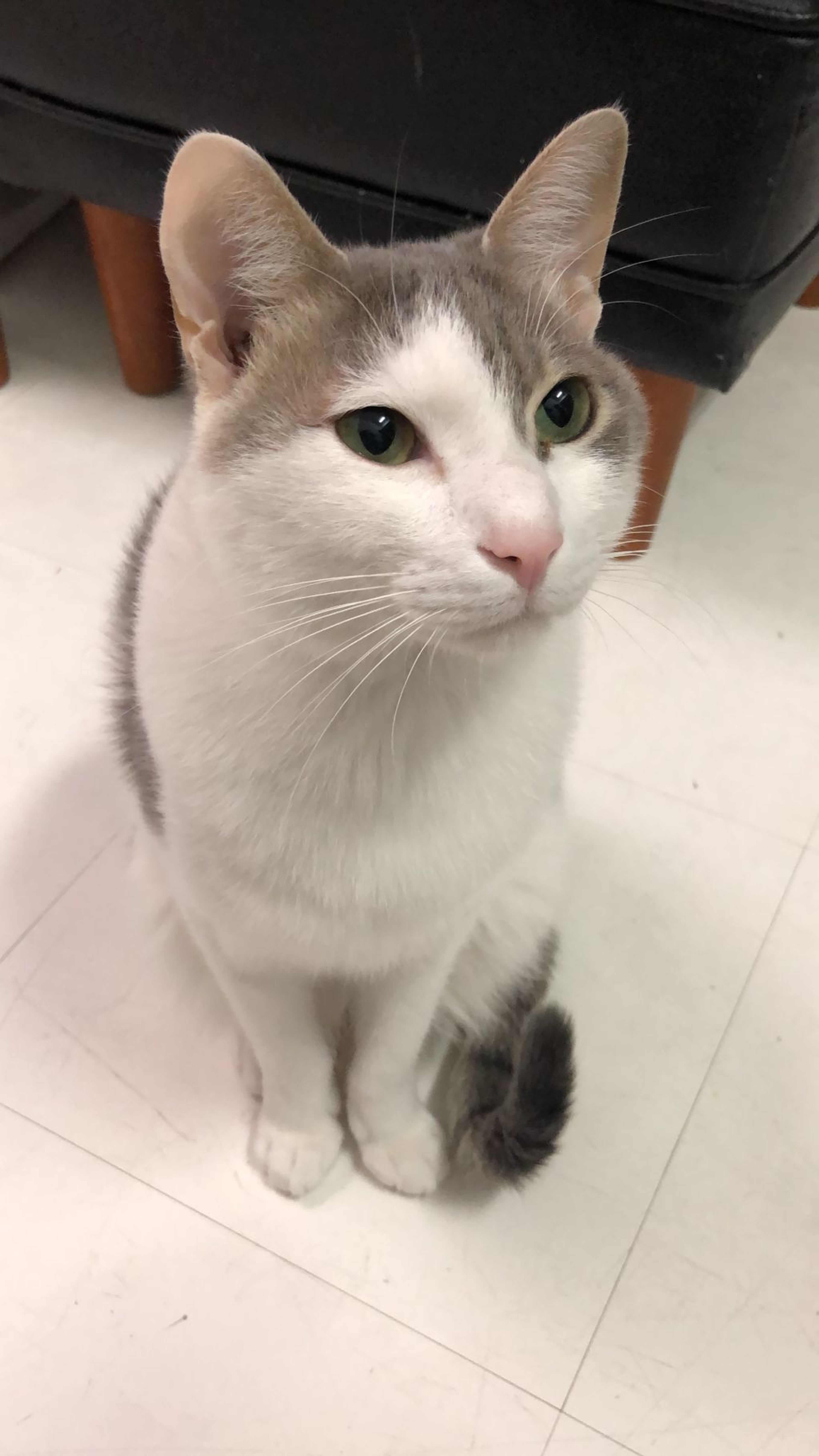 雑種（ミックス猫）・オスの里親募集の写真