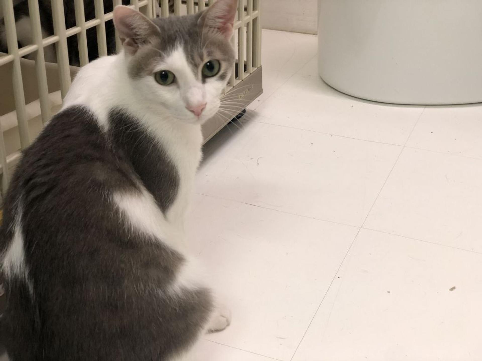 pet-image-2