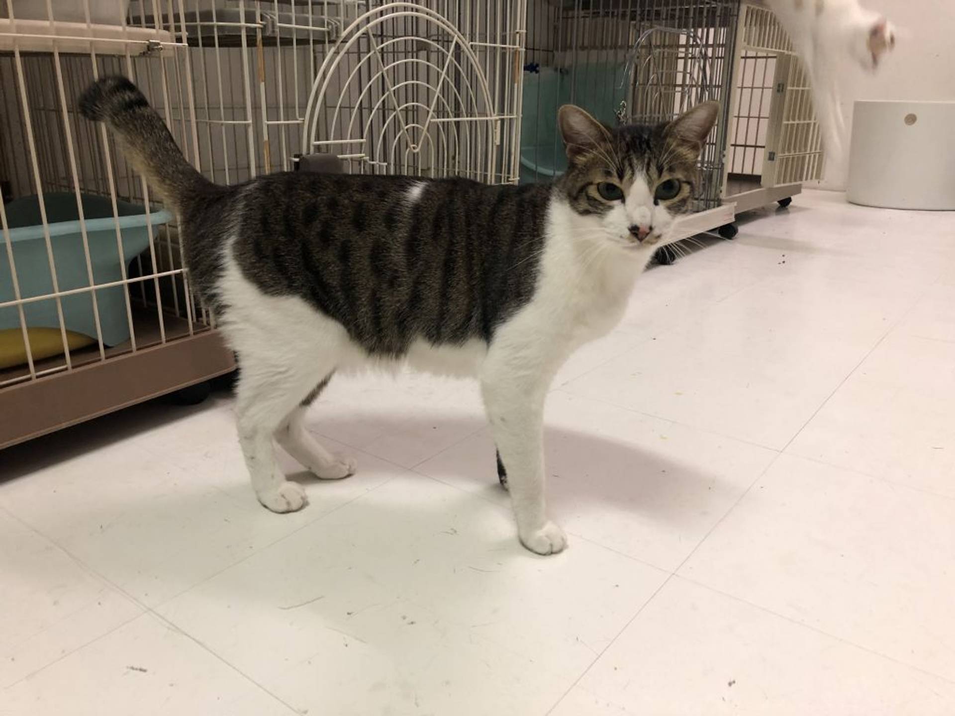 雑種（ミックス猫）・オスの里親募集の写真