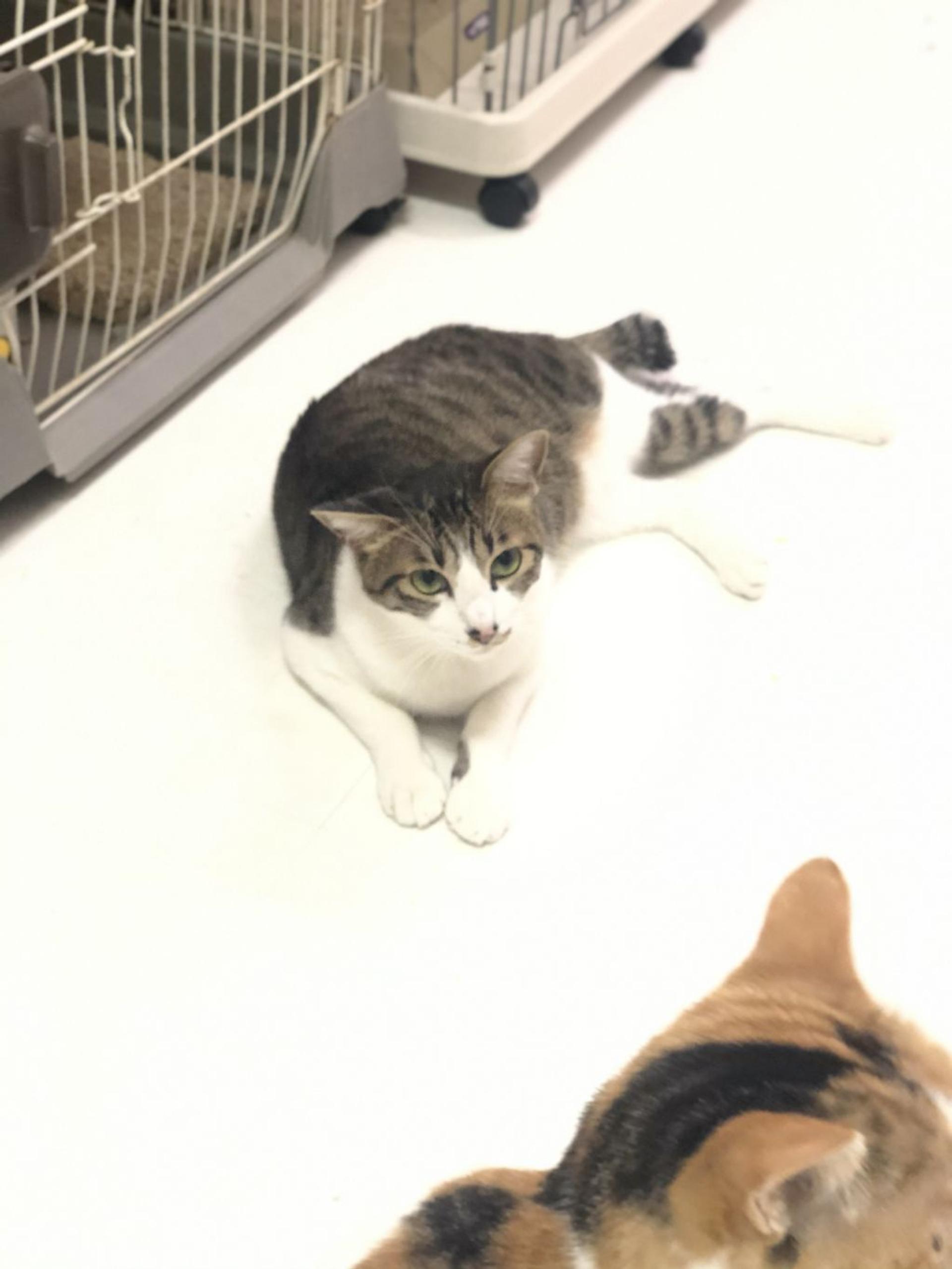 pet-image-4