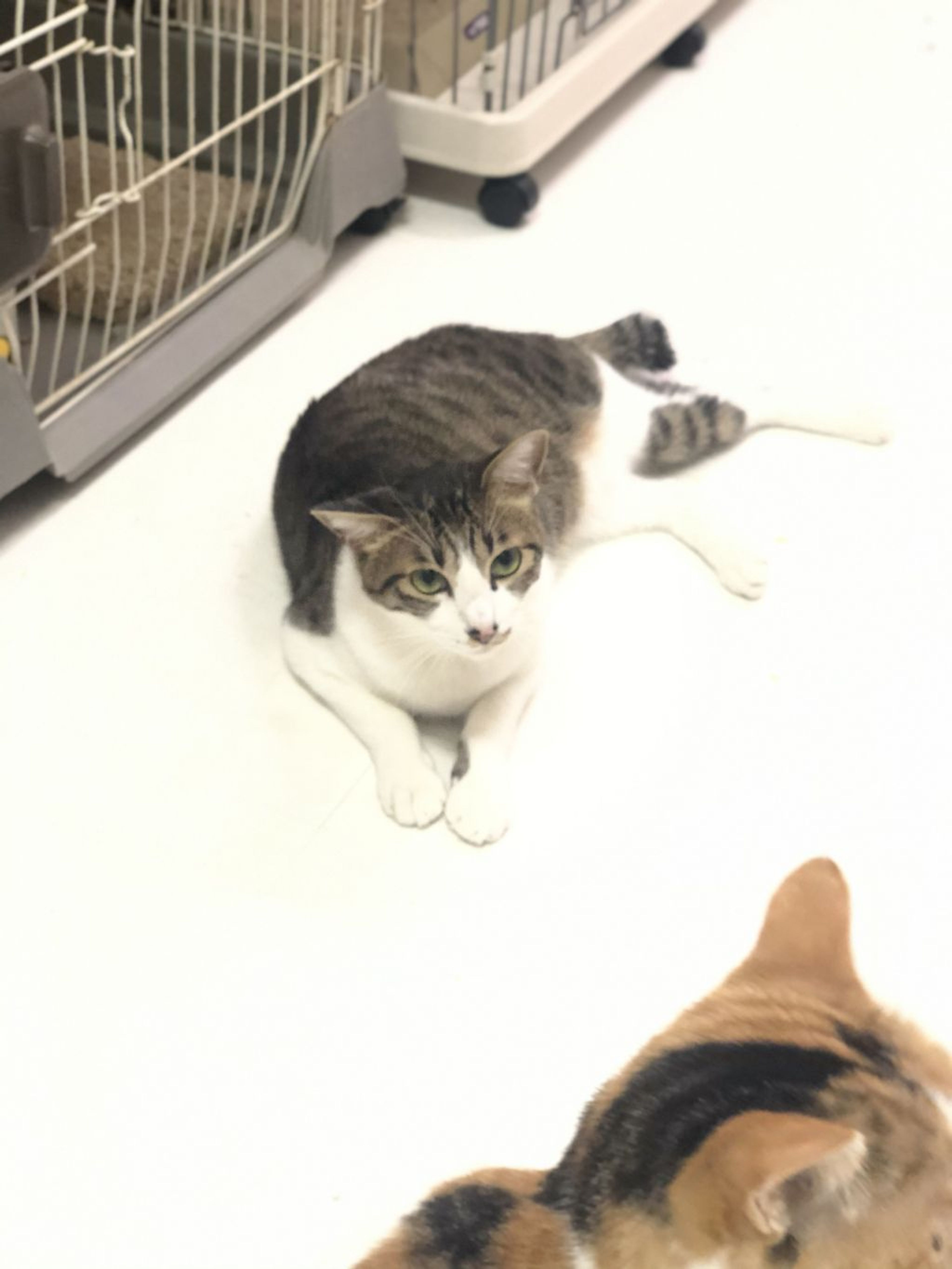 pet-image-4