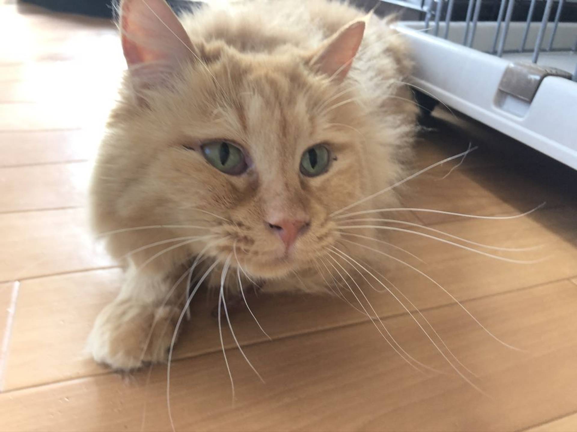 雑種（ミックス猫）・メスの里親募集の写真