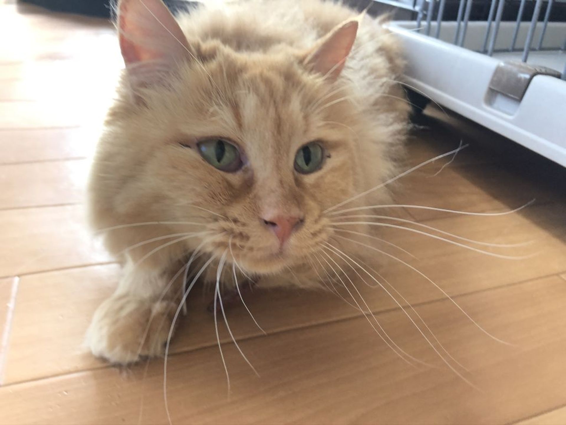 雑種（ミックス猫）・メスの里親募集の写真