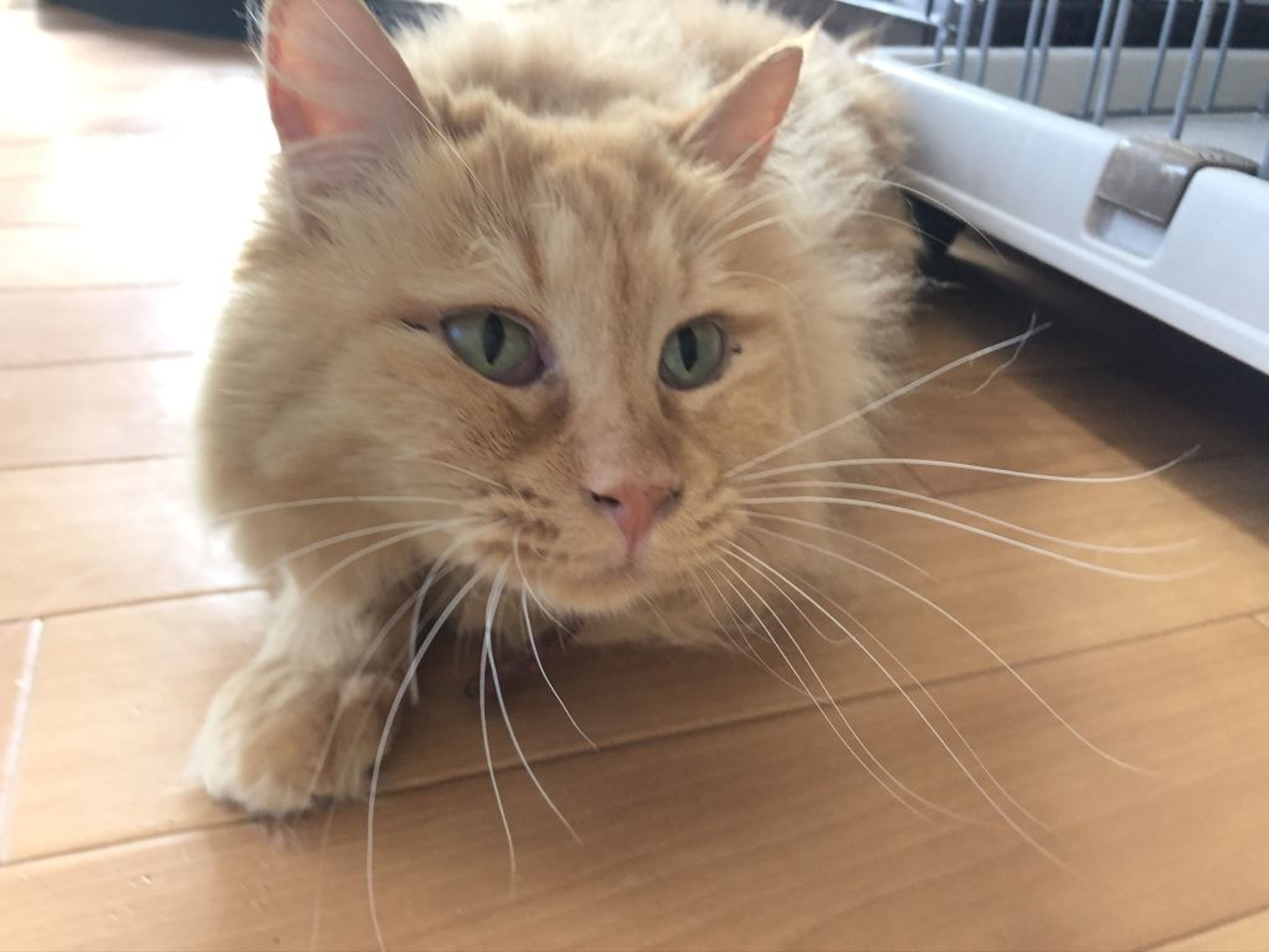雑種（ミックス猫）・メスの里親募集の写真