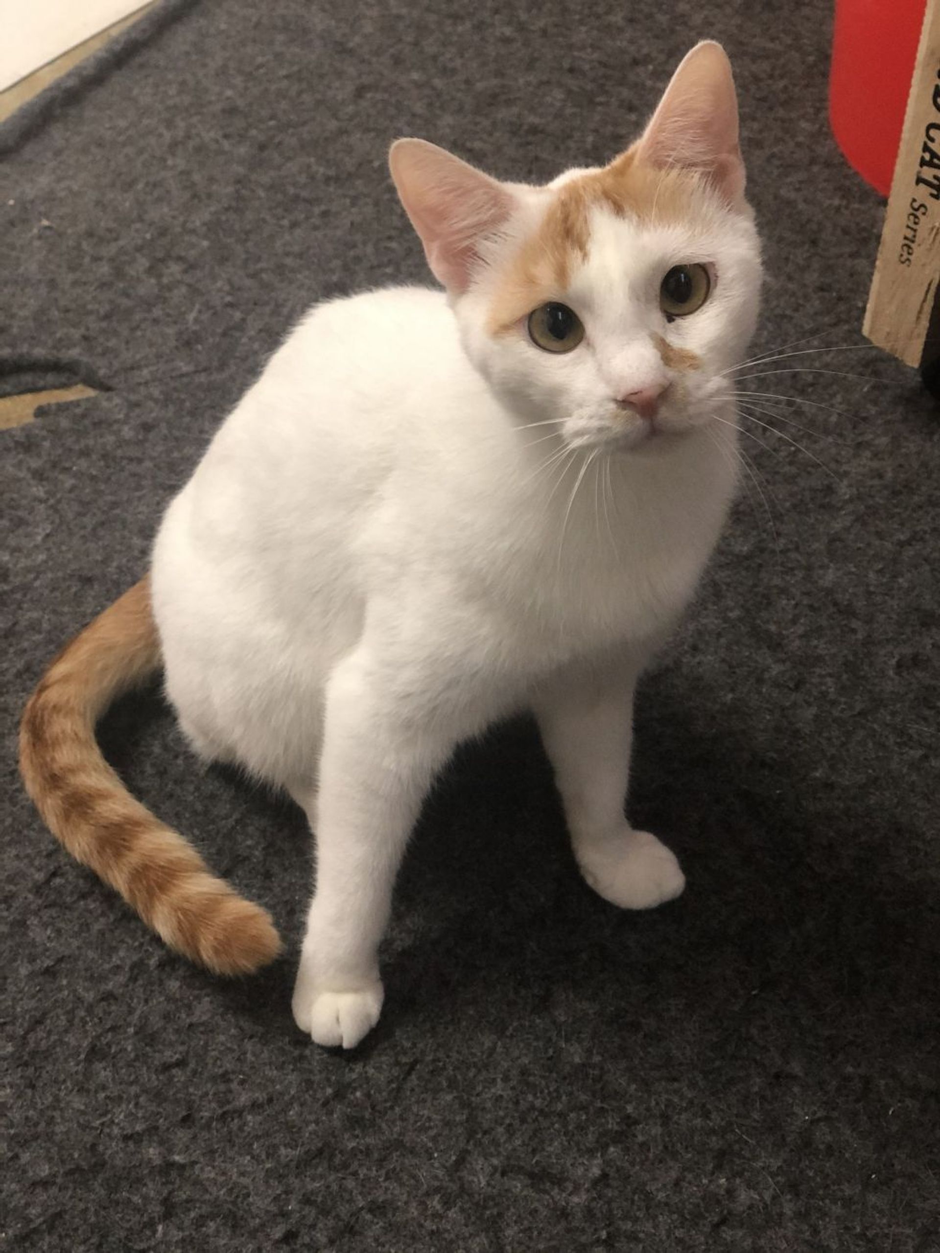雑種（ミックス猫）・オスの里親募集の写真