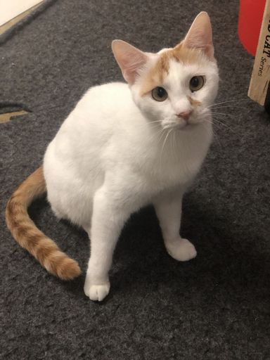 シュペット