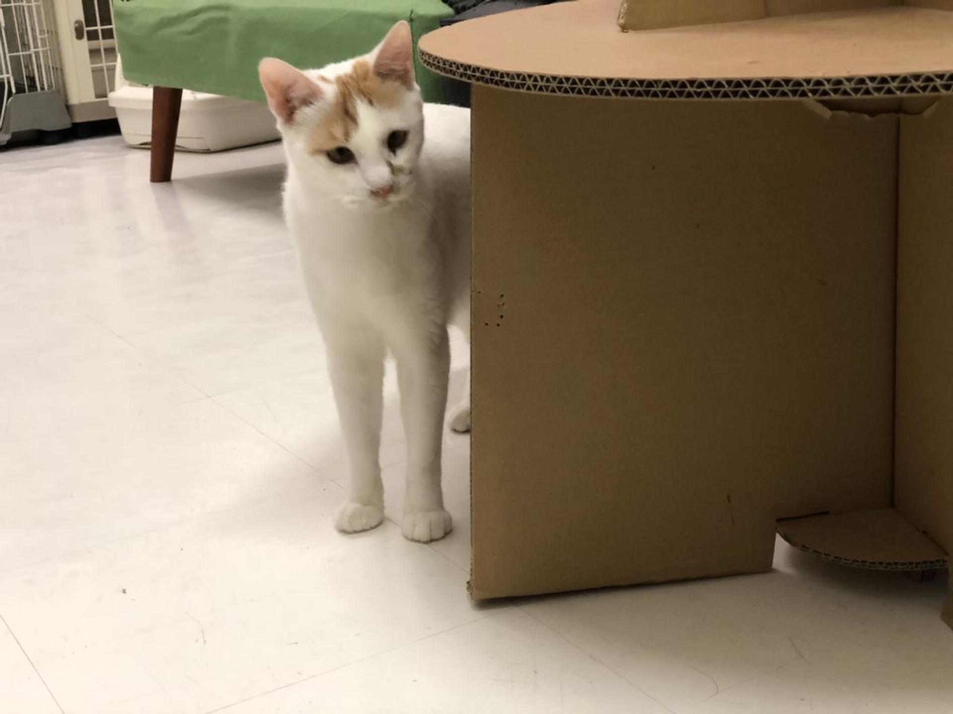 pet-image-6