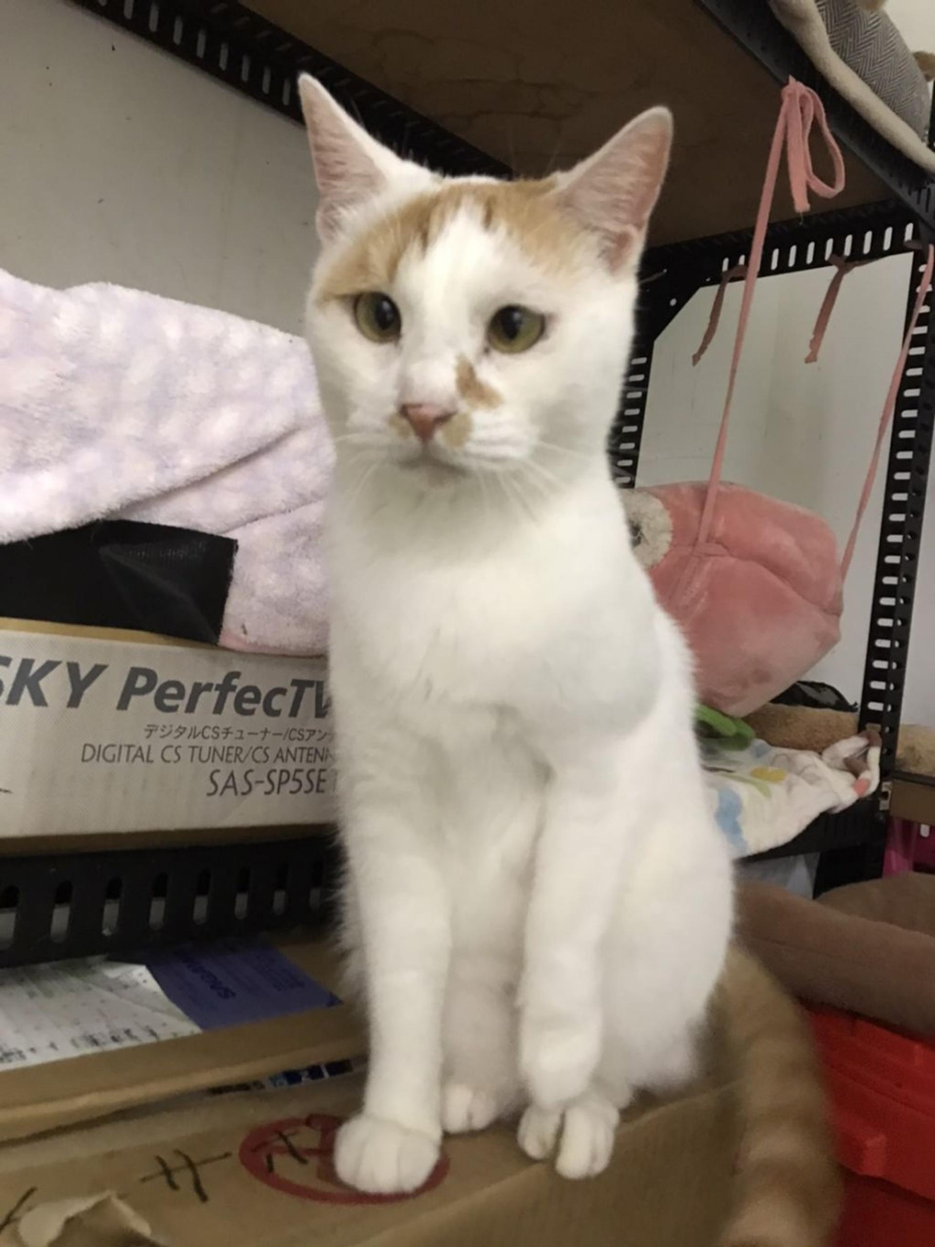 pet-image-4