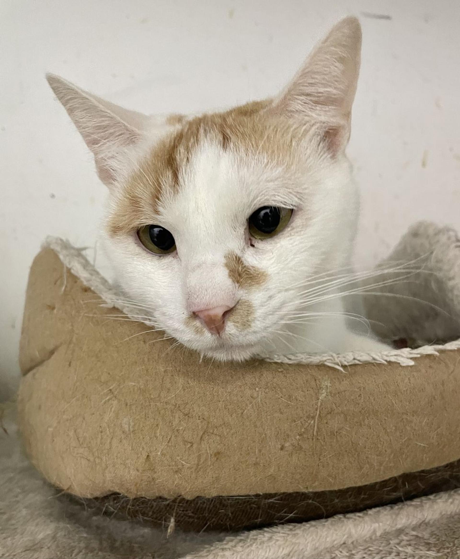 pet-image-9