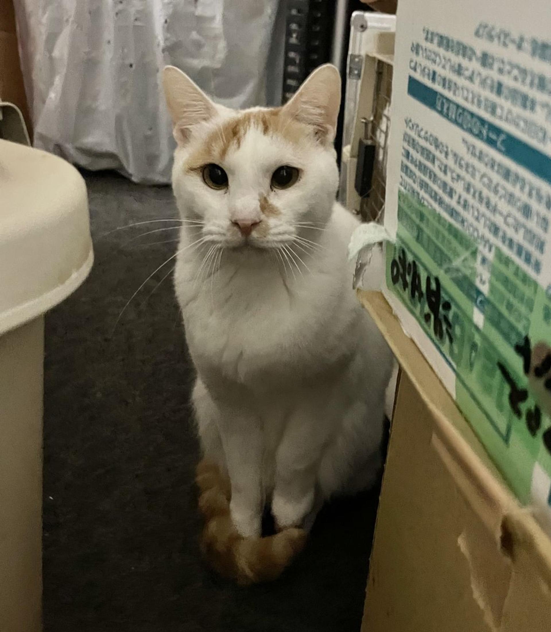 pet-image-5