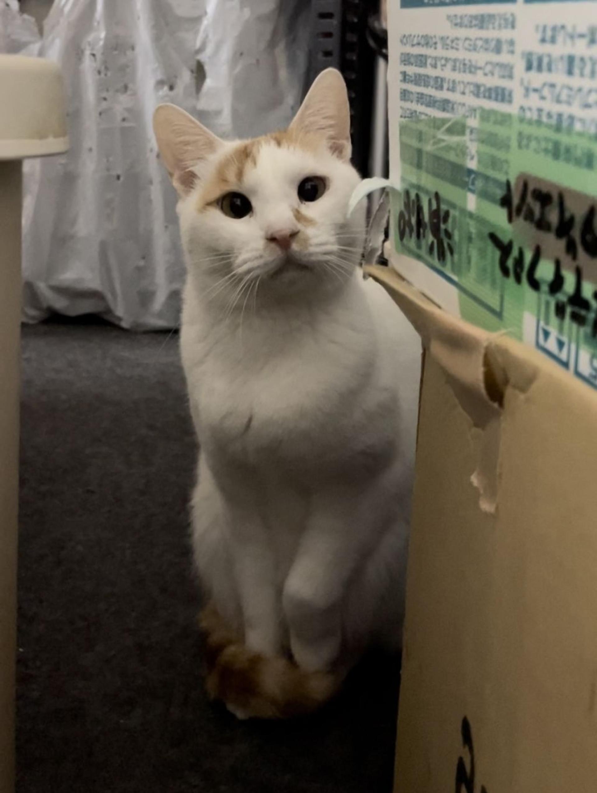 pet-image-8