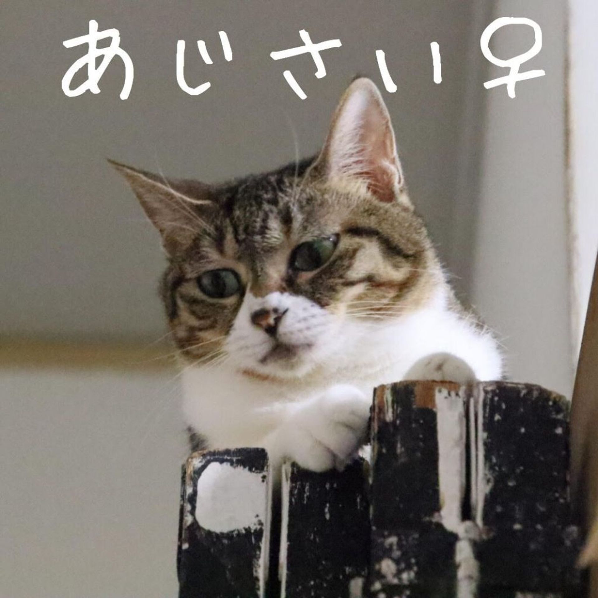 雑種（ミックス猫）・メスの里親募集の写真