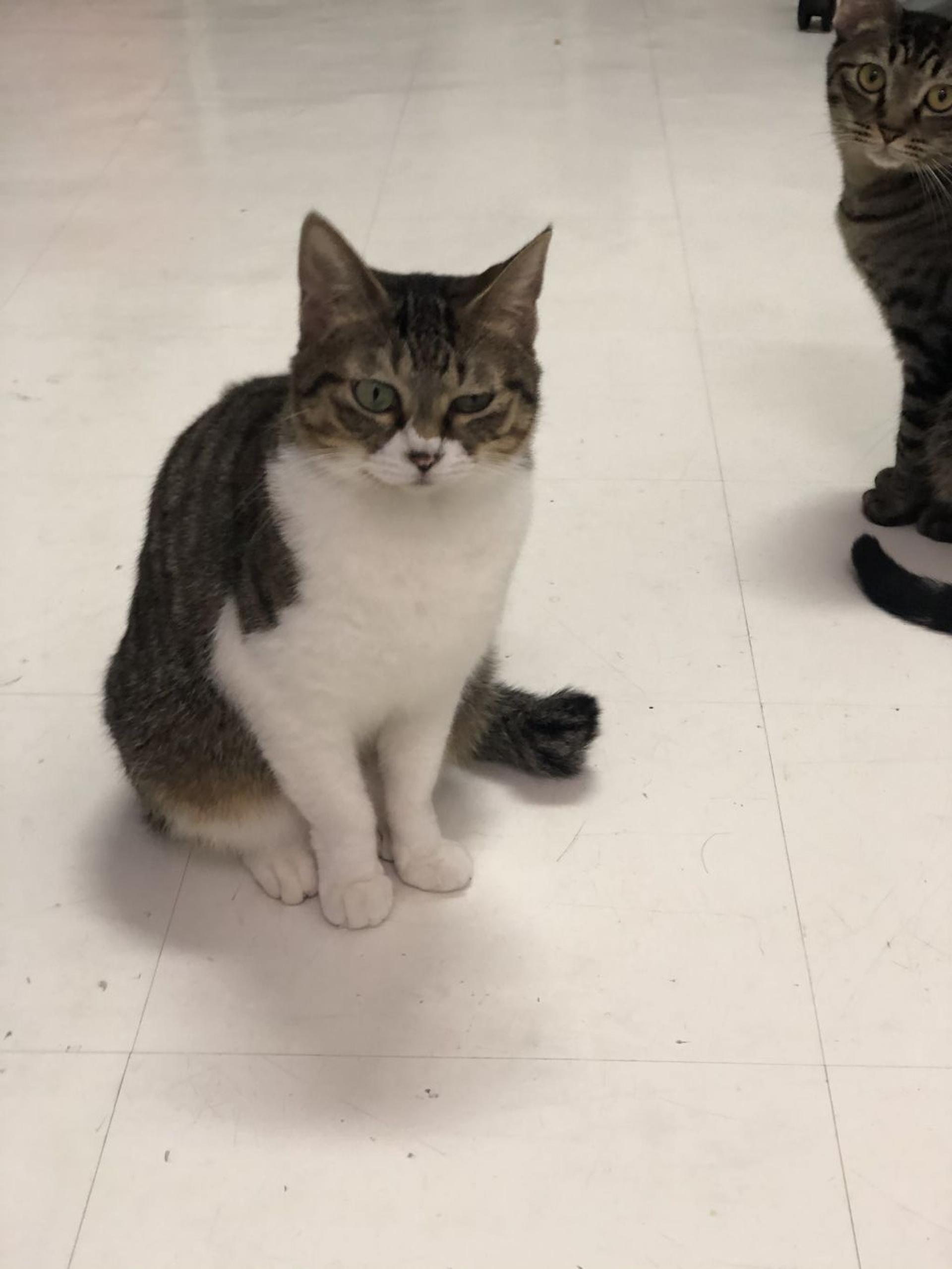 pet-image-2