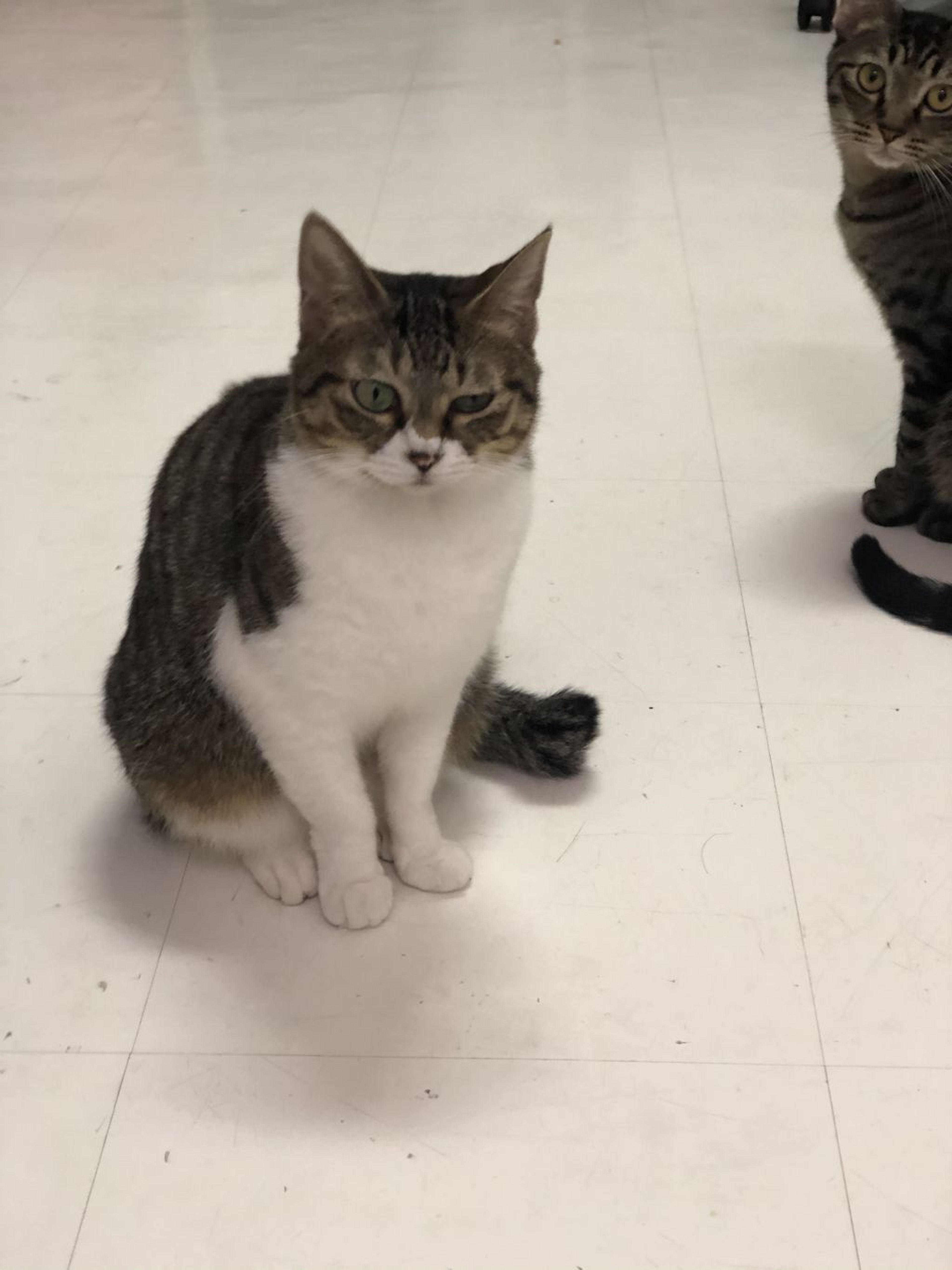 pet-image-2