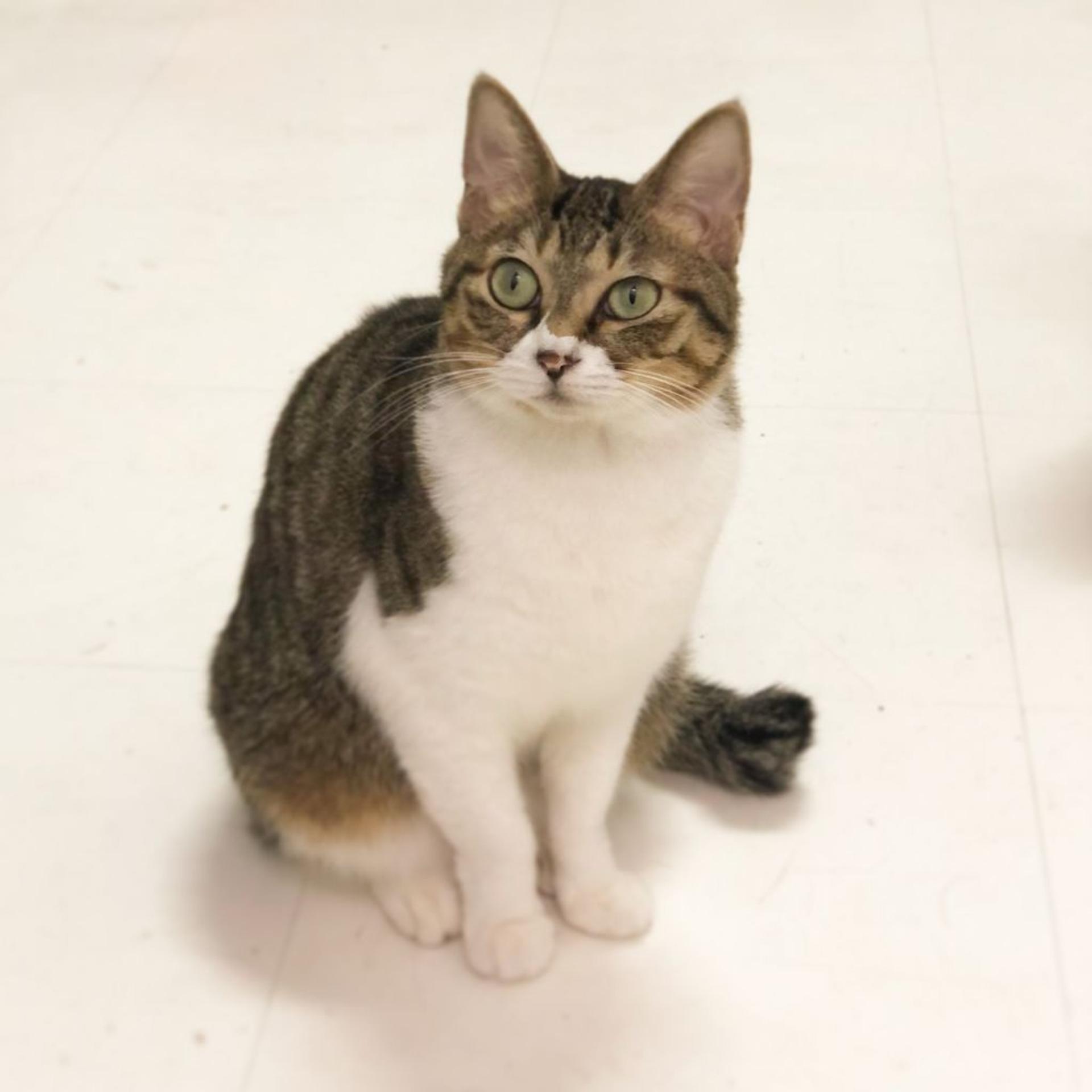 pet-image-3