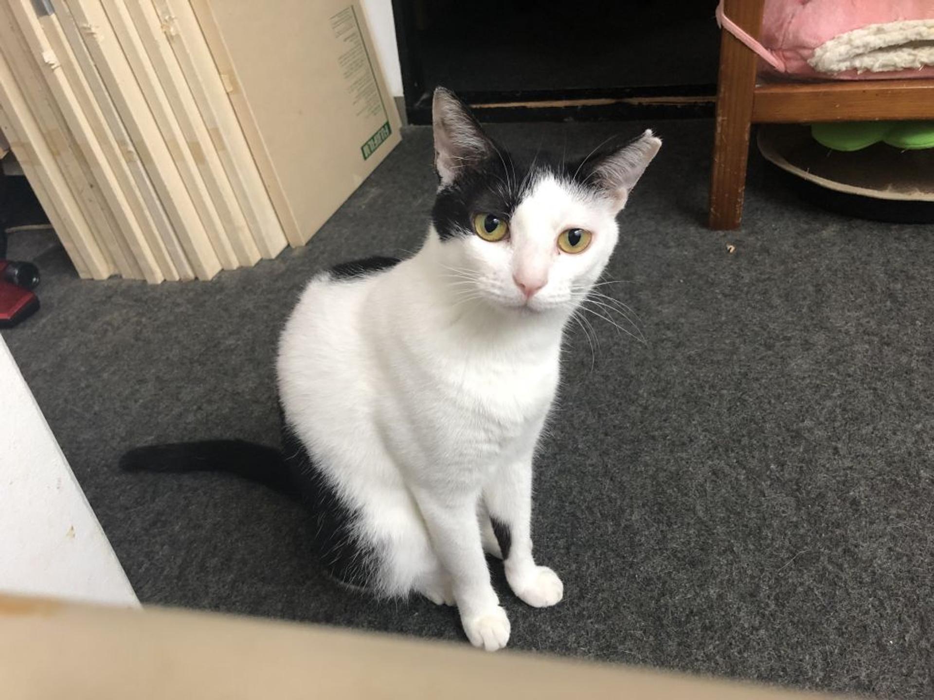 pet-image-3