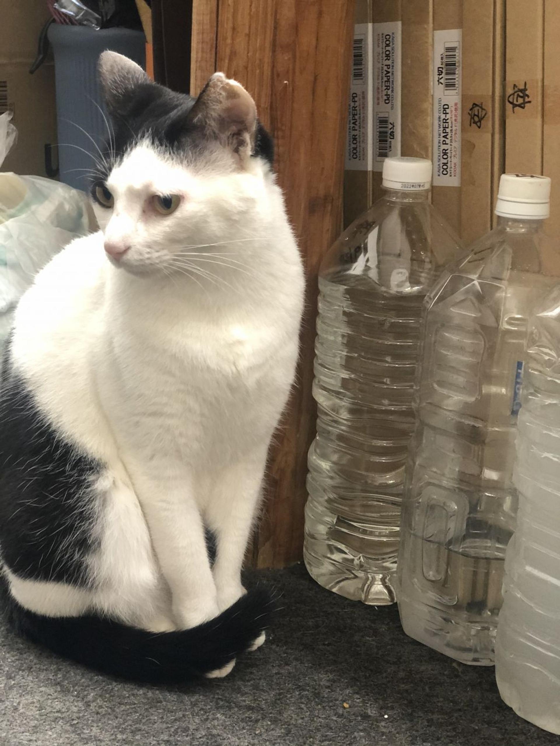 pet-image-6