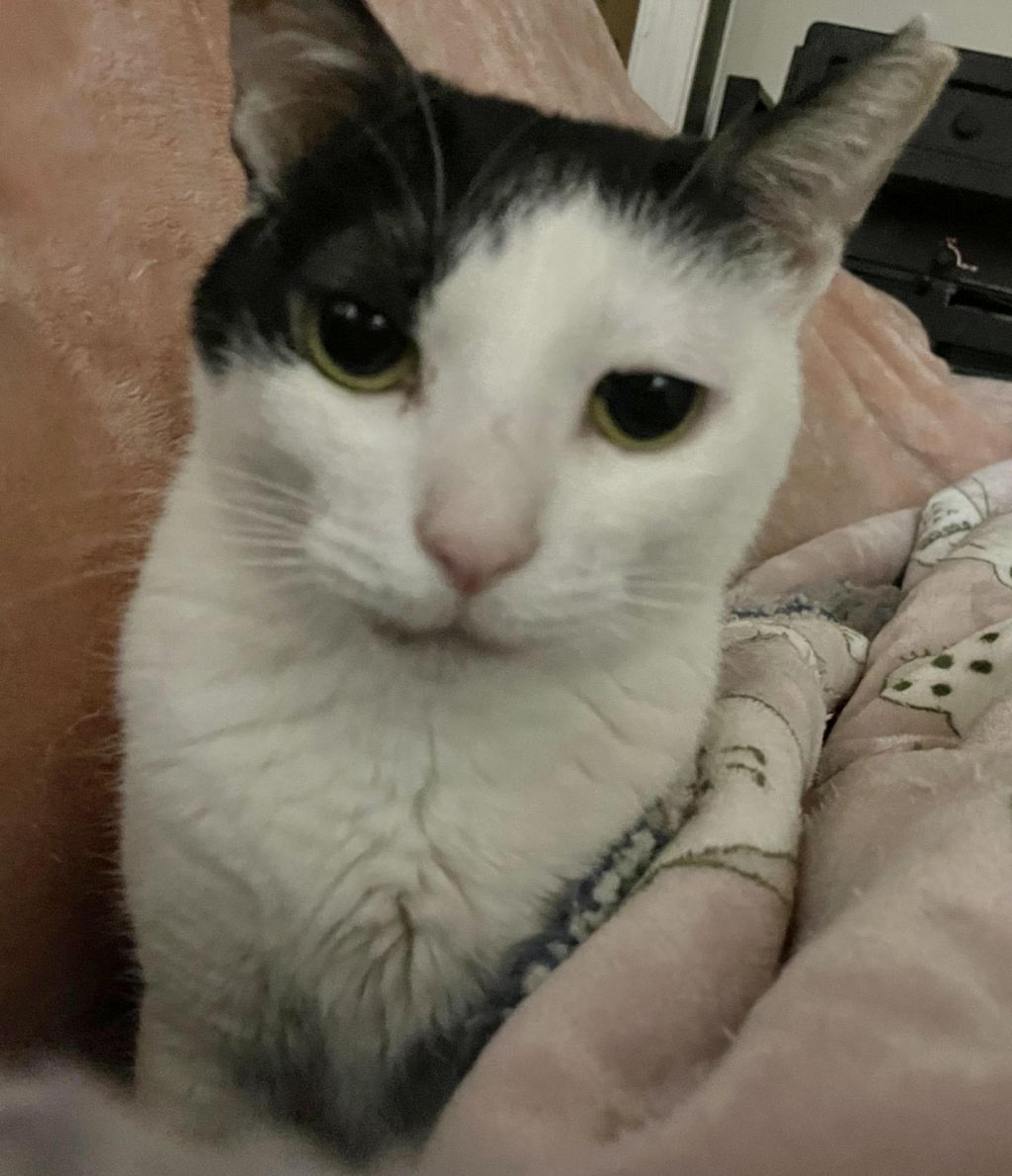 pet-image-5