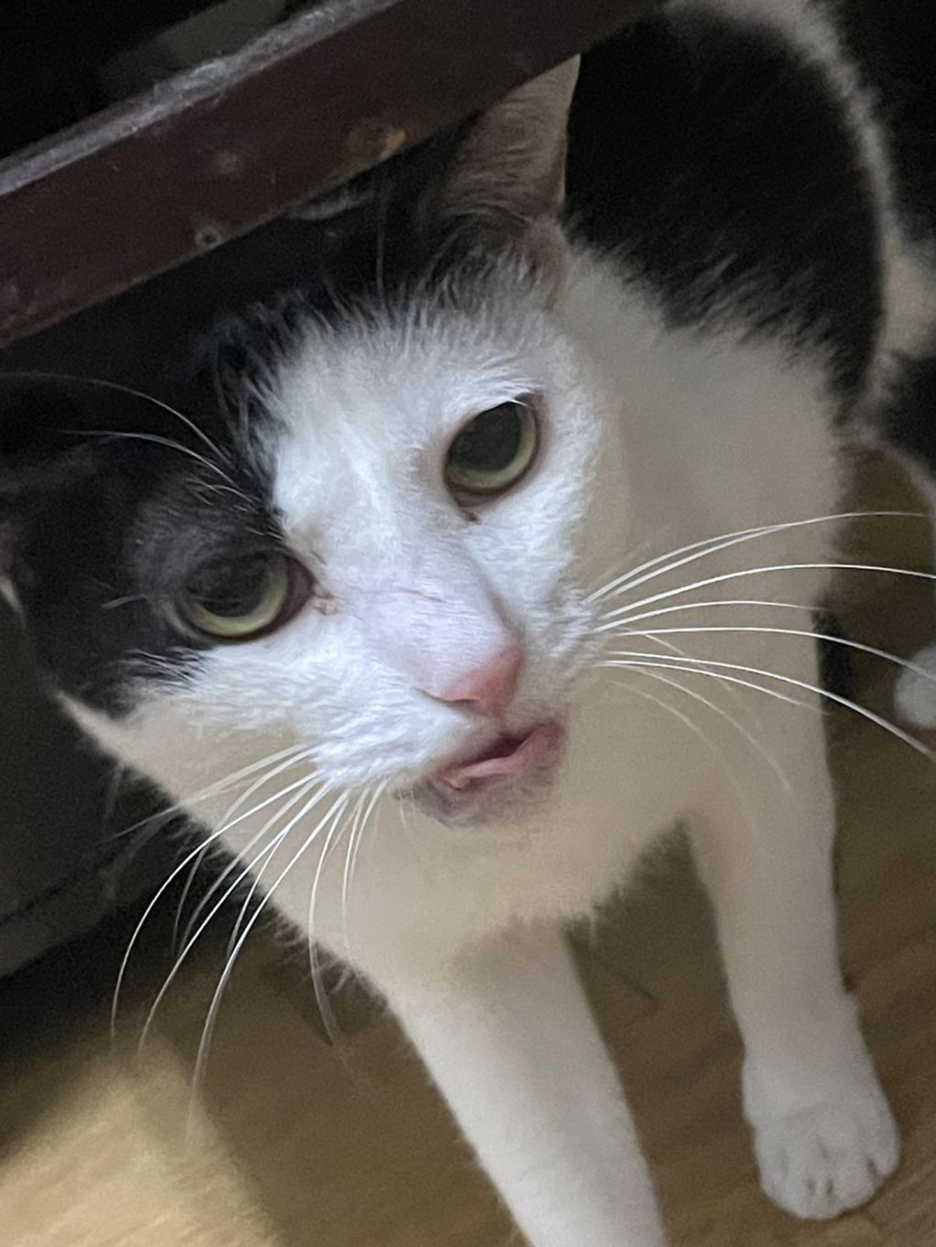 pet-image-9