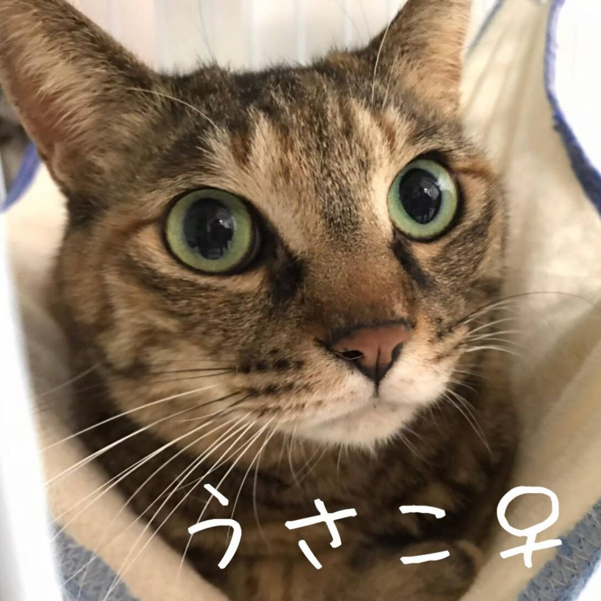 雑種（ミックス猫）・メスの里親募集の写真