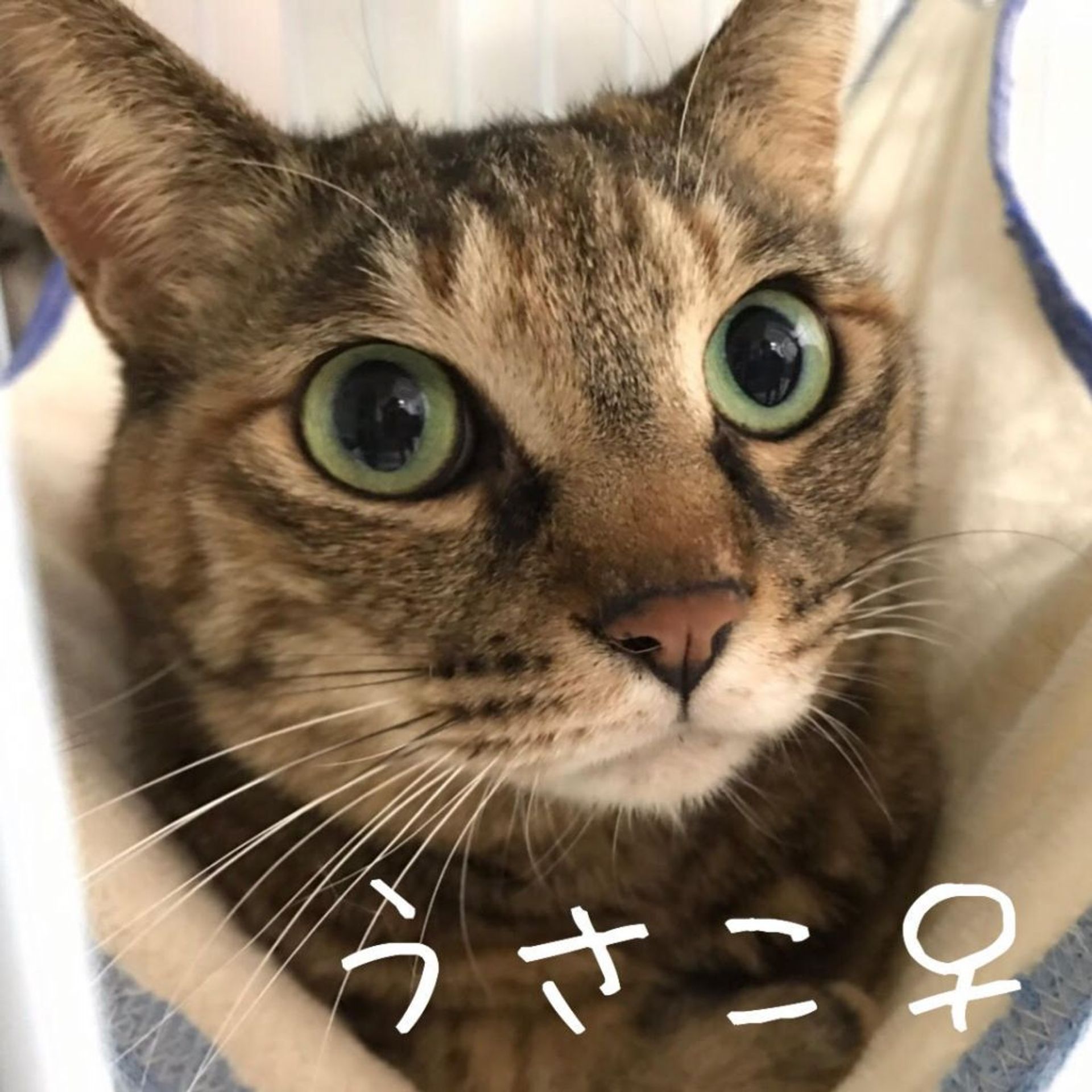 雑種（ミックス猫）・メスの里親募集の写真