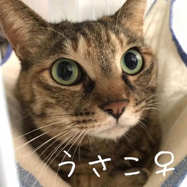うさこの写真