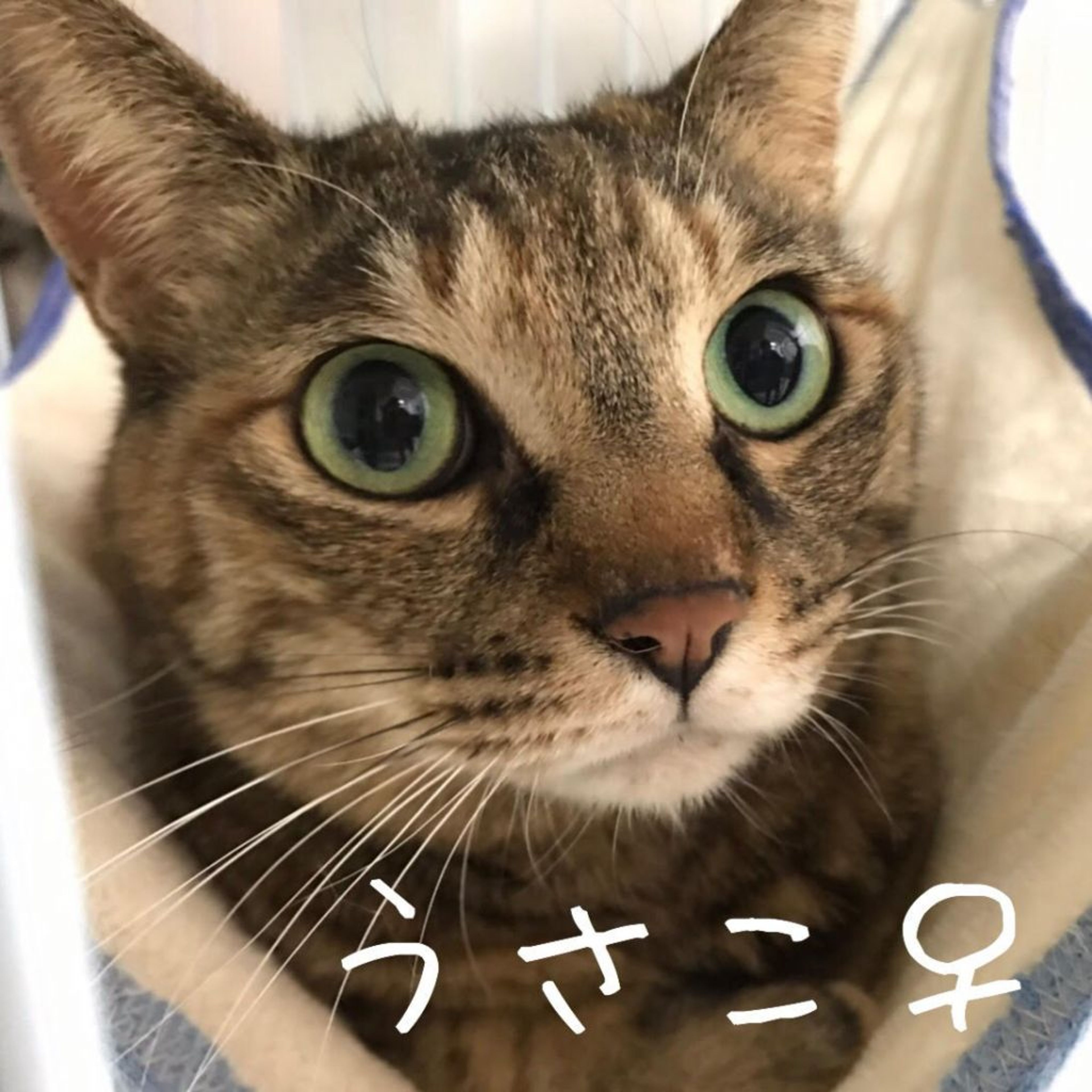 雑種（ミックス猫）・メスの里親募集の写真