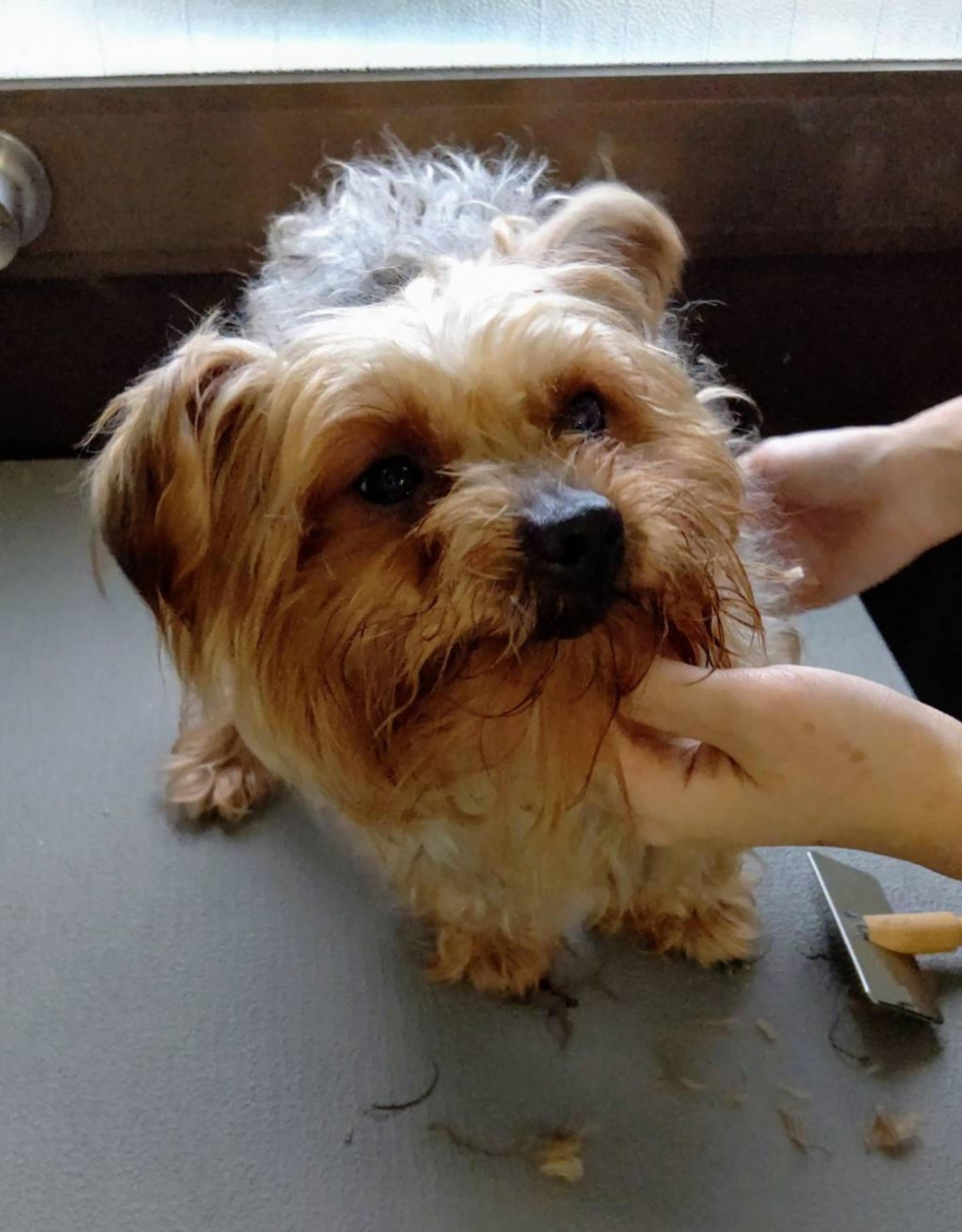 pet-image-2