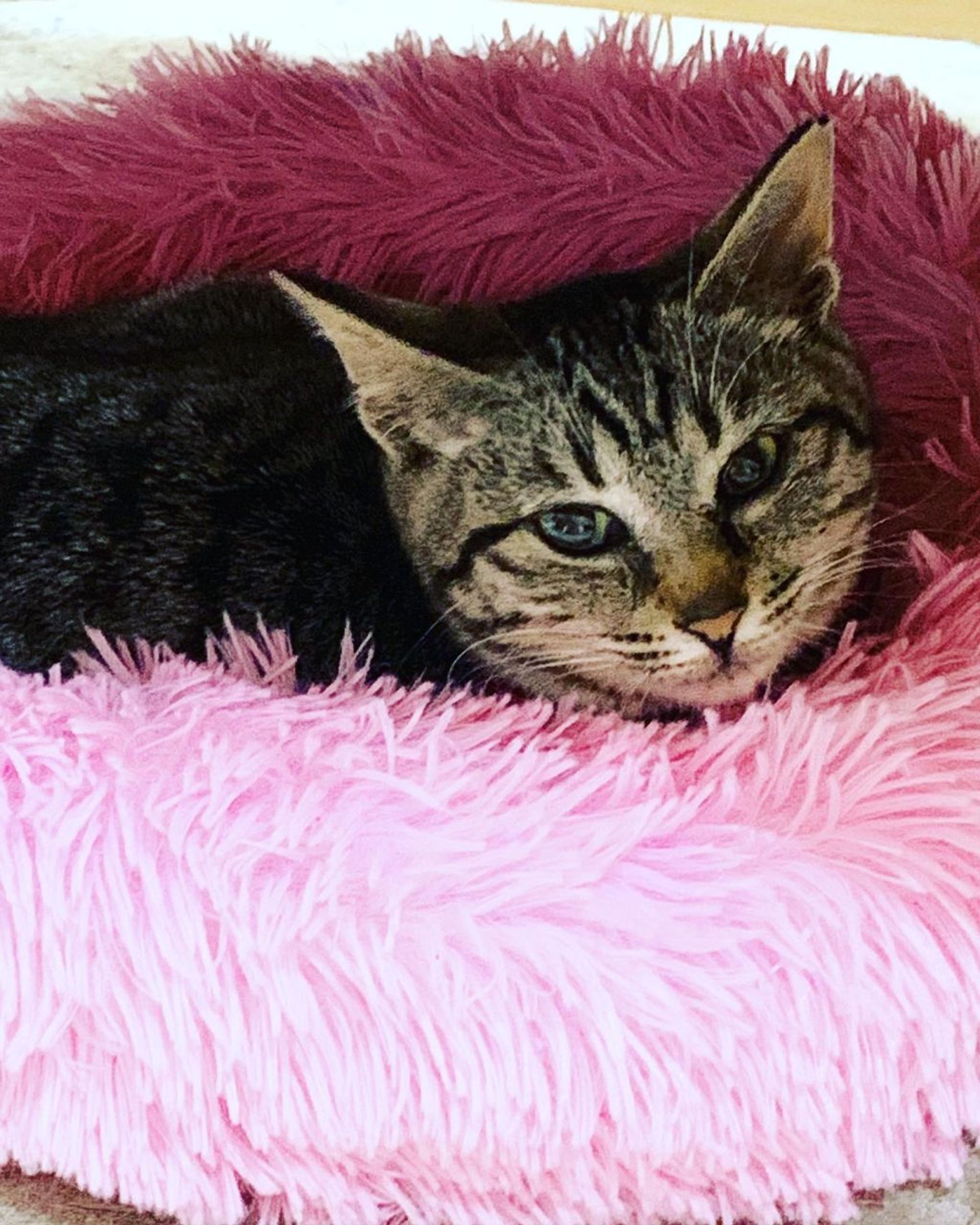 雑種（ミックス猫）・メスの里親募集の写真
