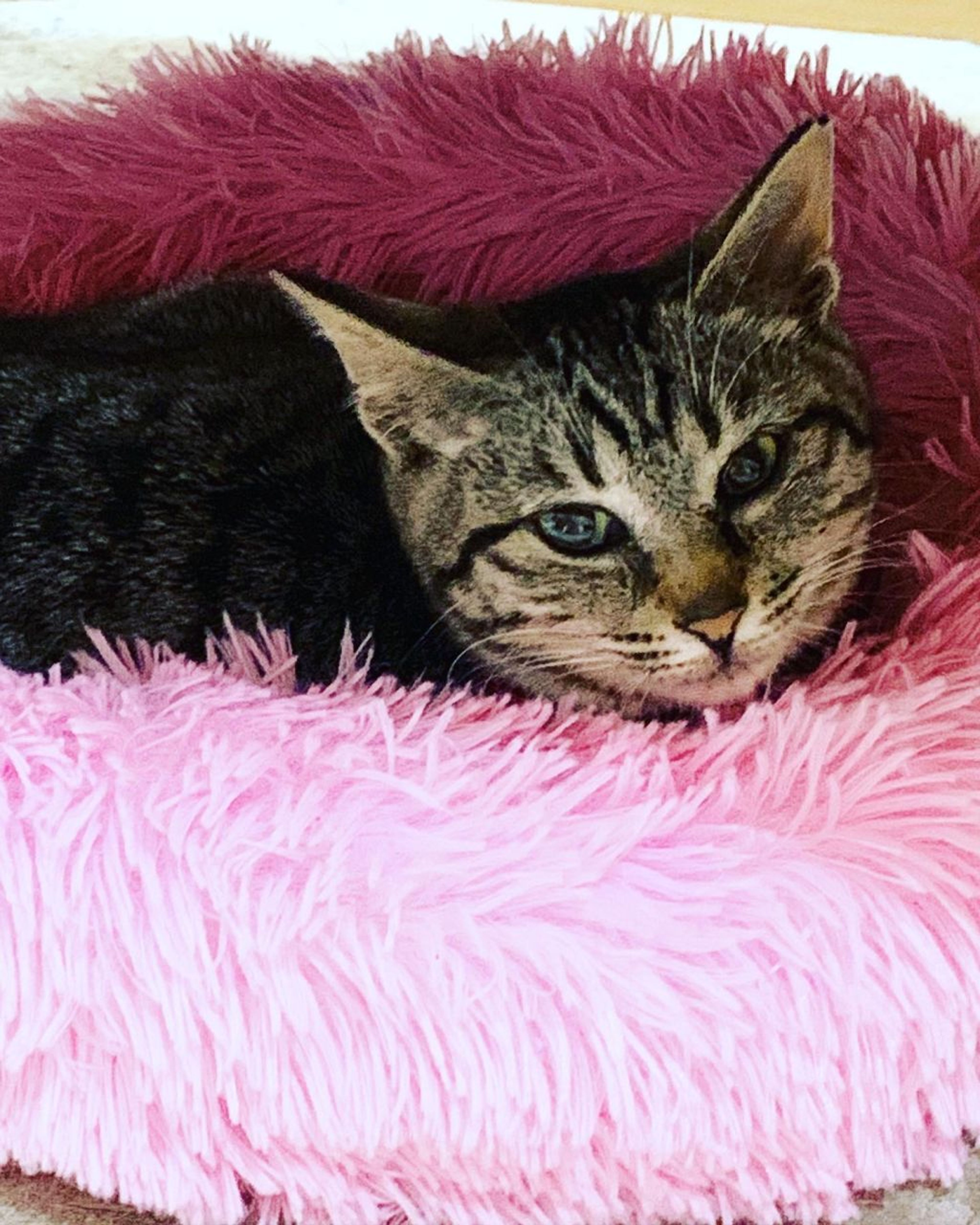 雑種（ミックス猫）・メスの里親募集の写真