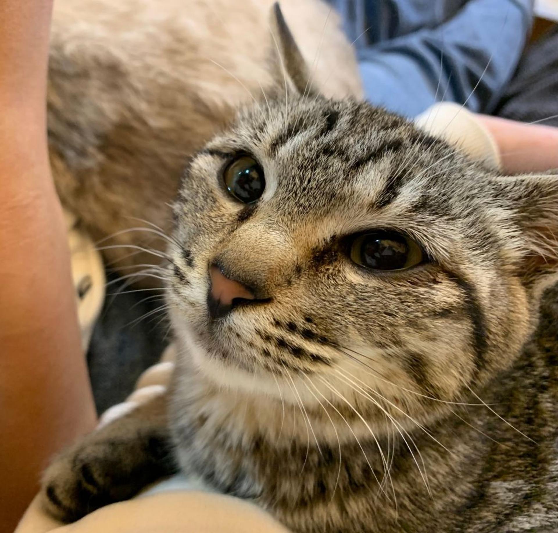 pet-image-2