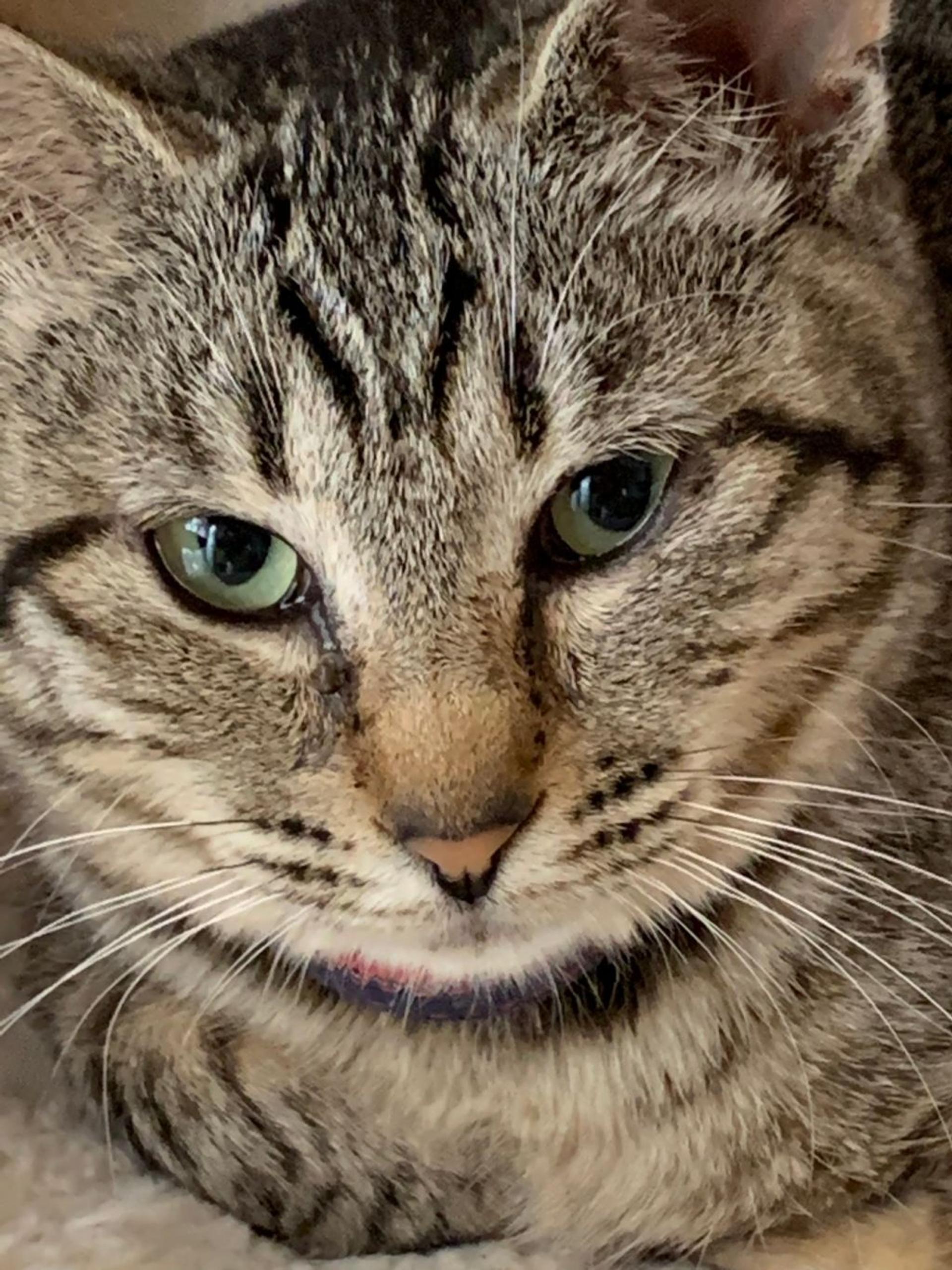 pet-image-3