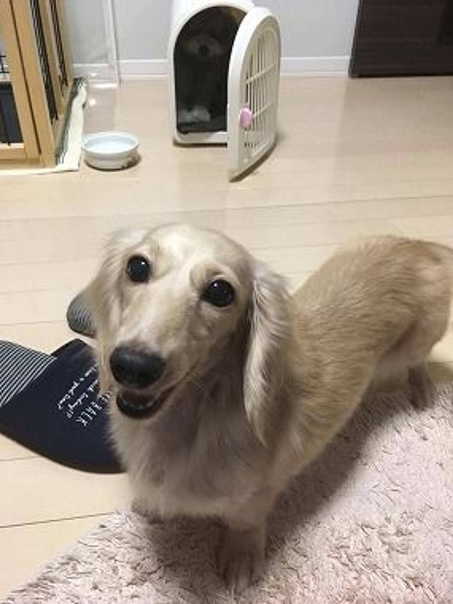 ダックスフンド・メスの里親募集の写真