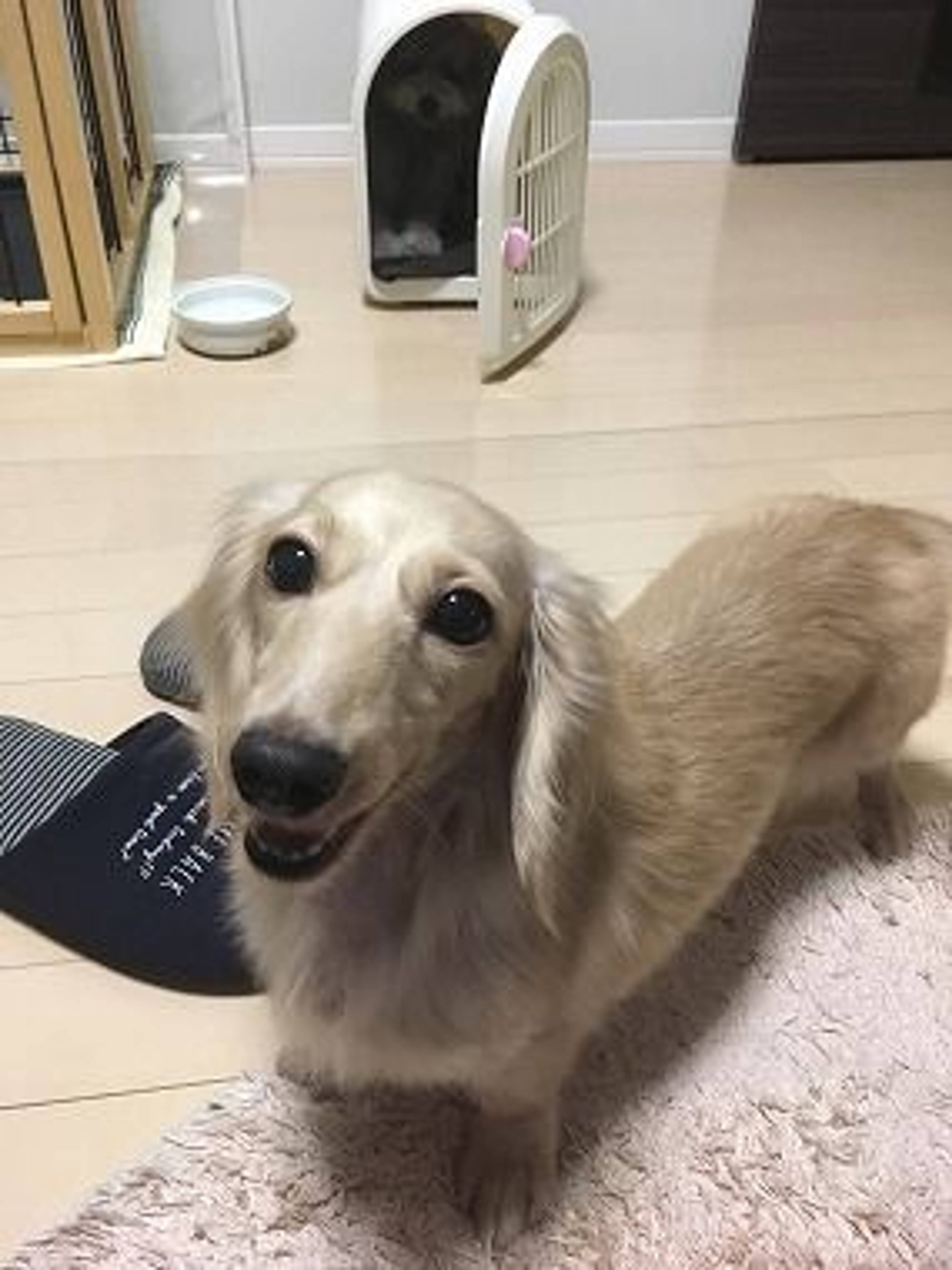ダックスフンド・メスの里親募集の写真