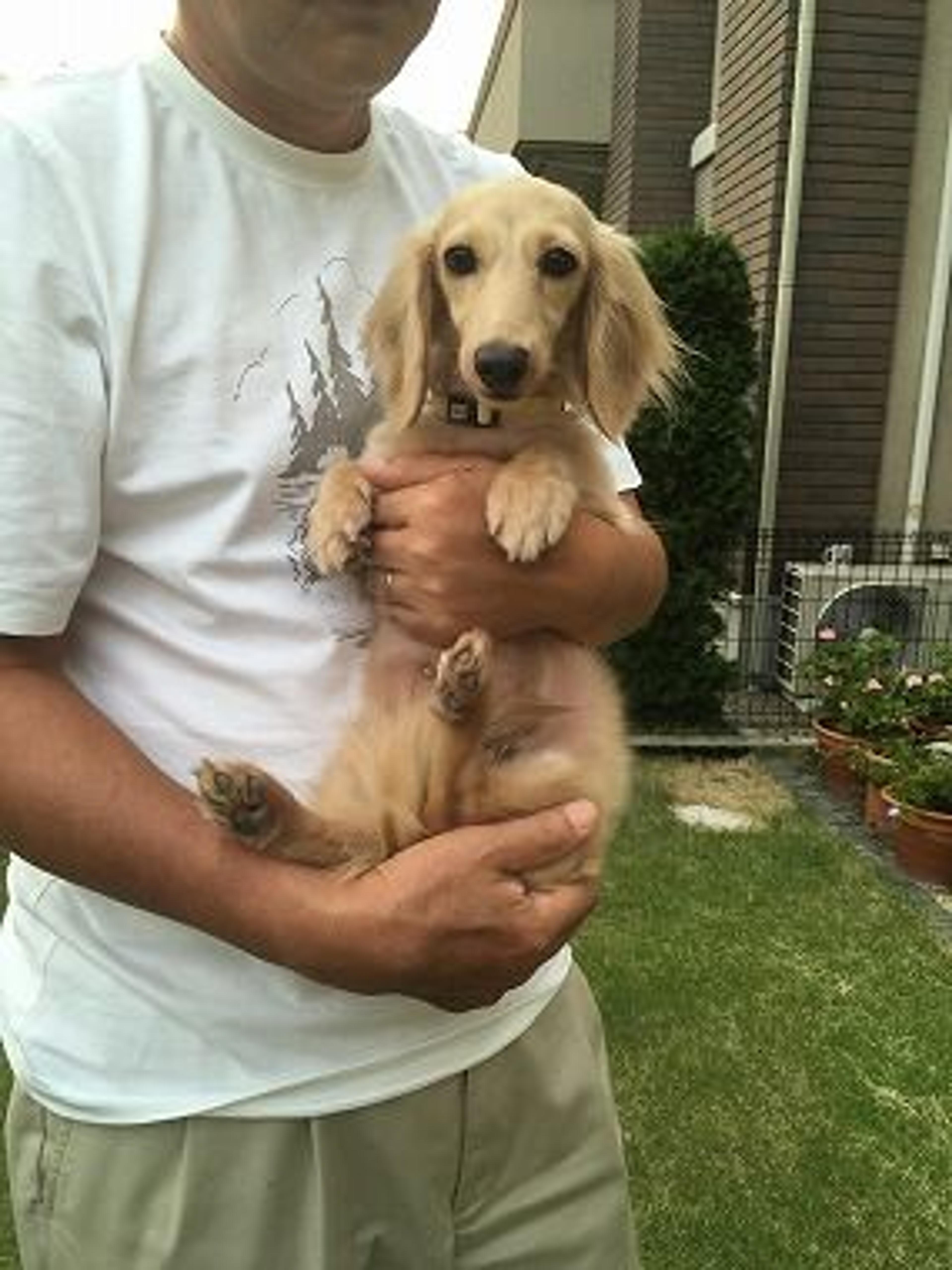 pet-image-2