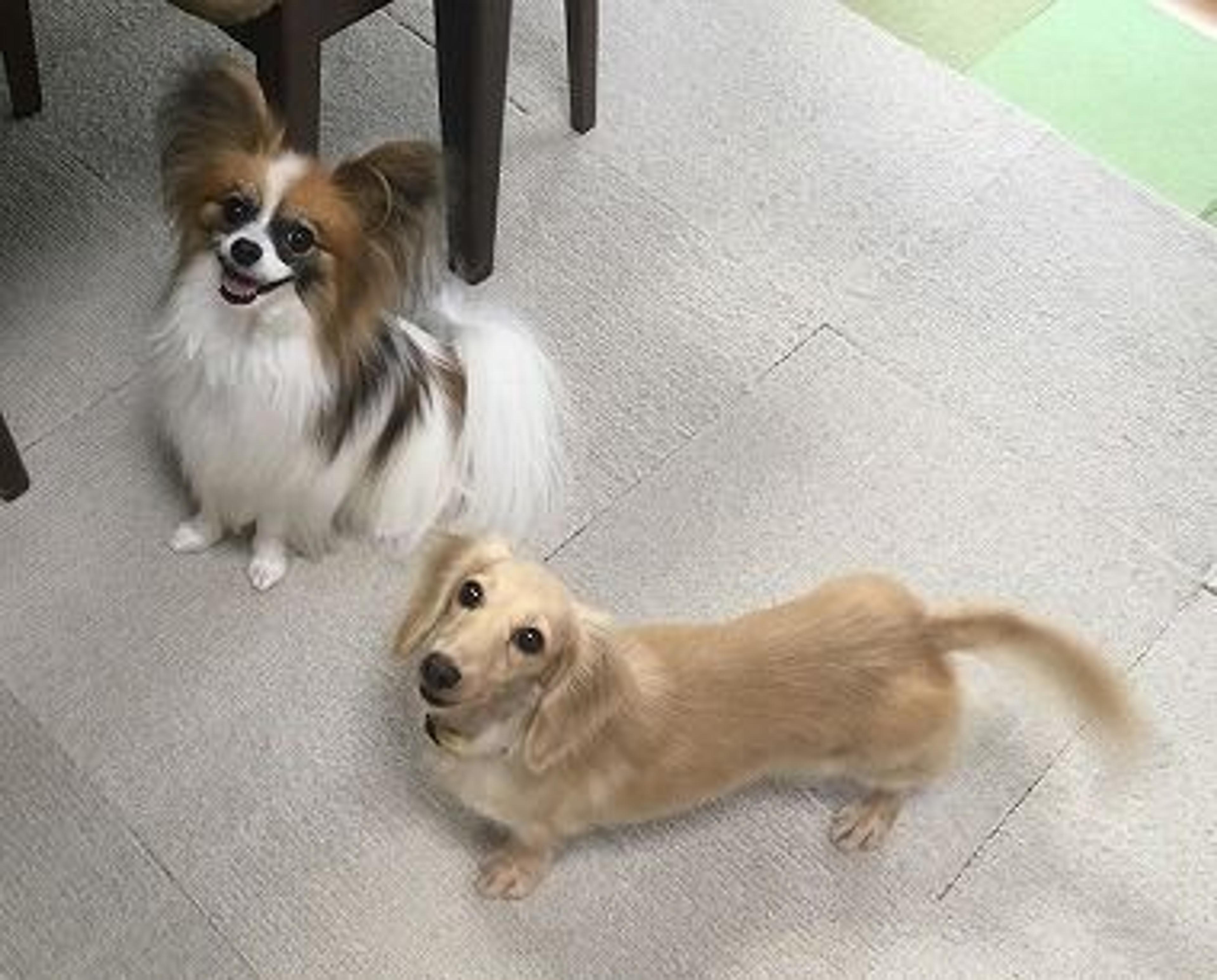 pet-image-3