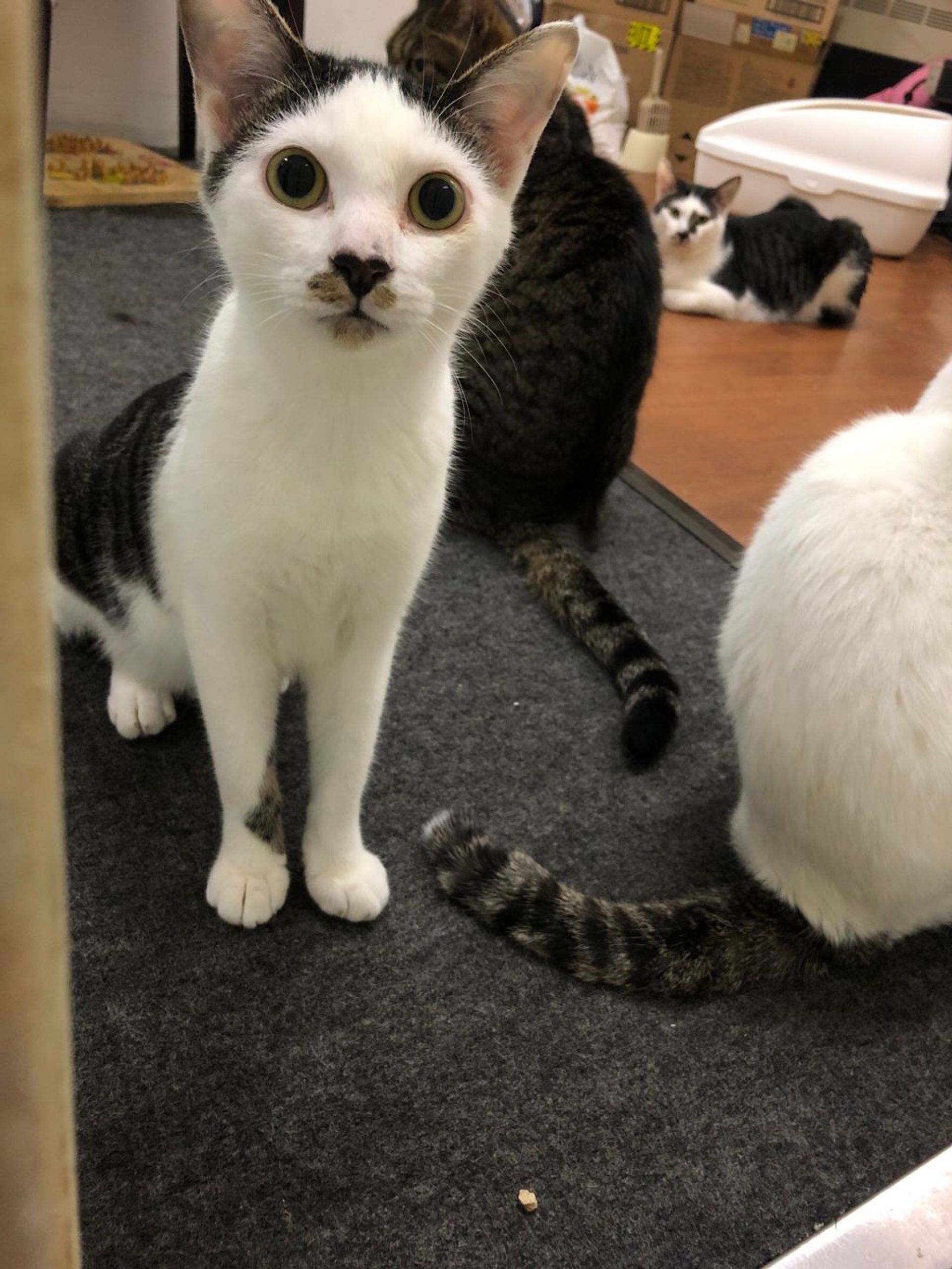 雑種（ミックス猫）・オスの里親募集の写真