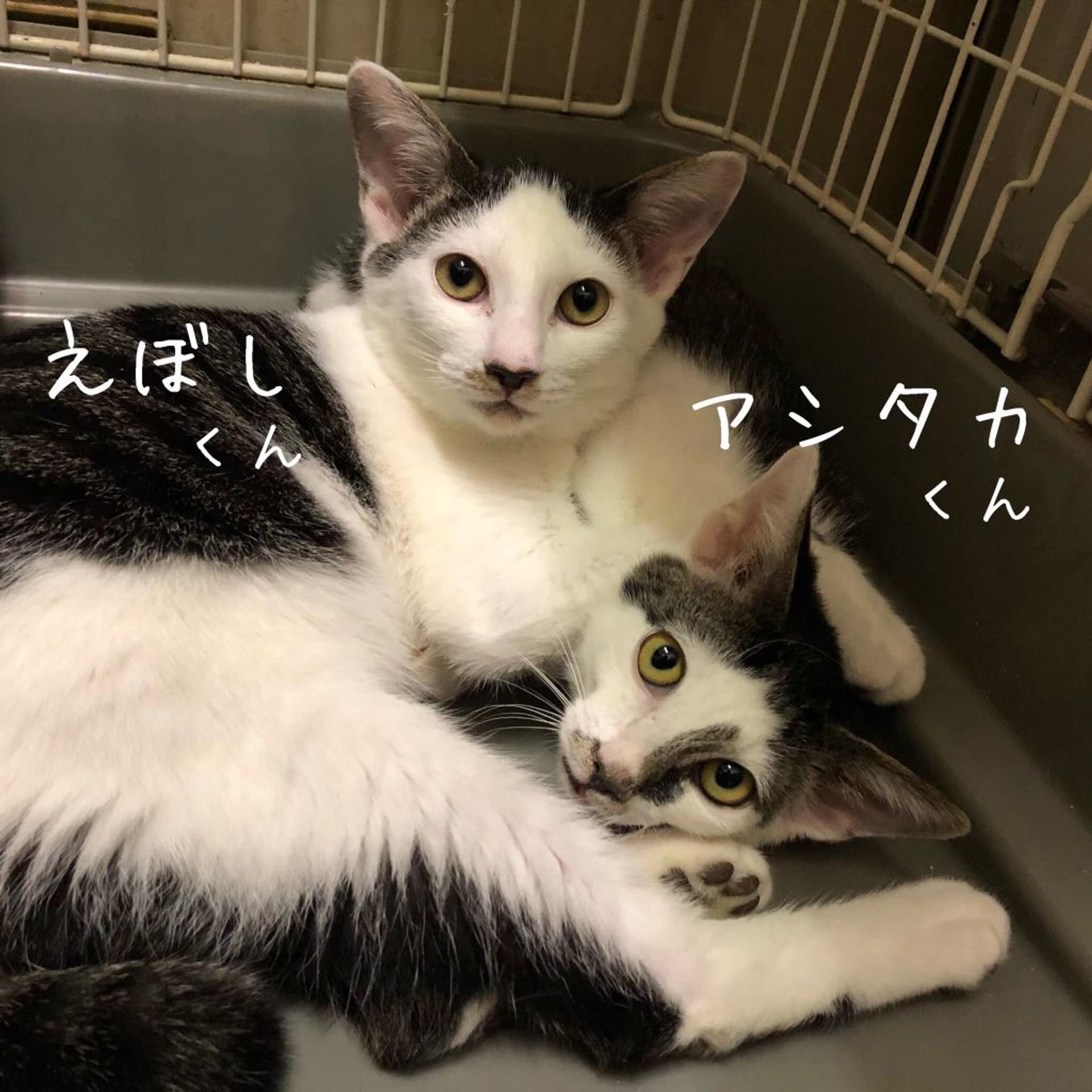 pet-image-3