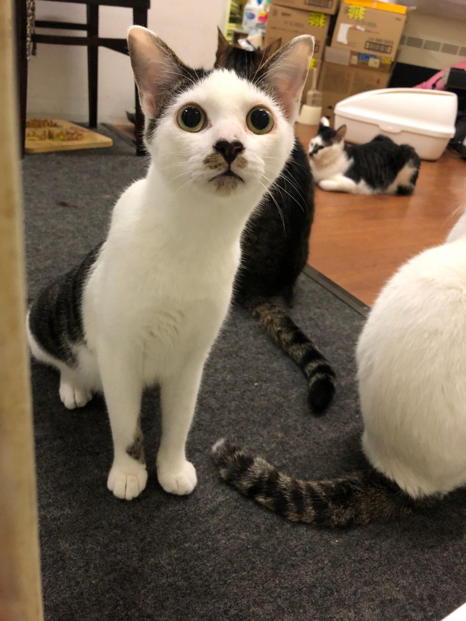pet-image-4