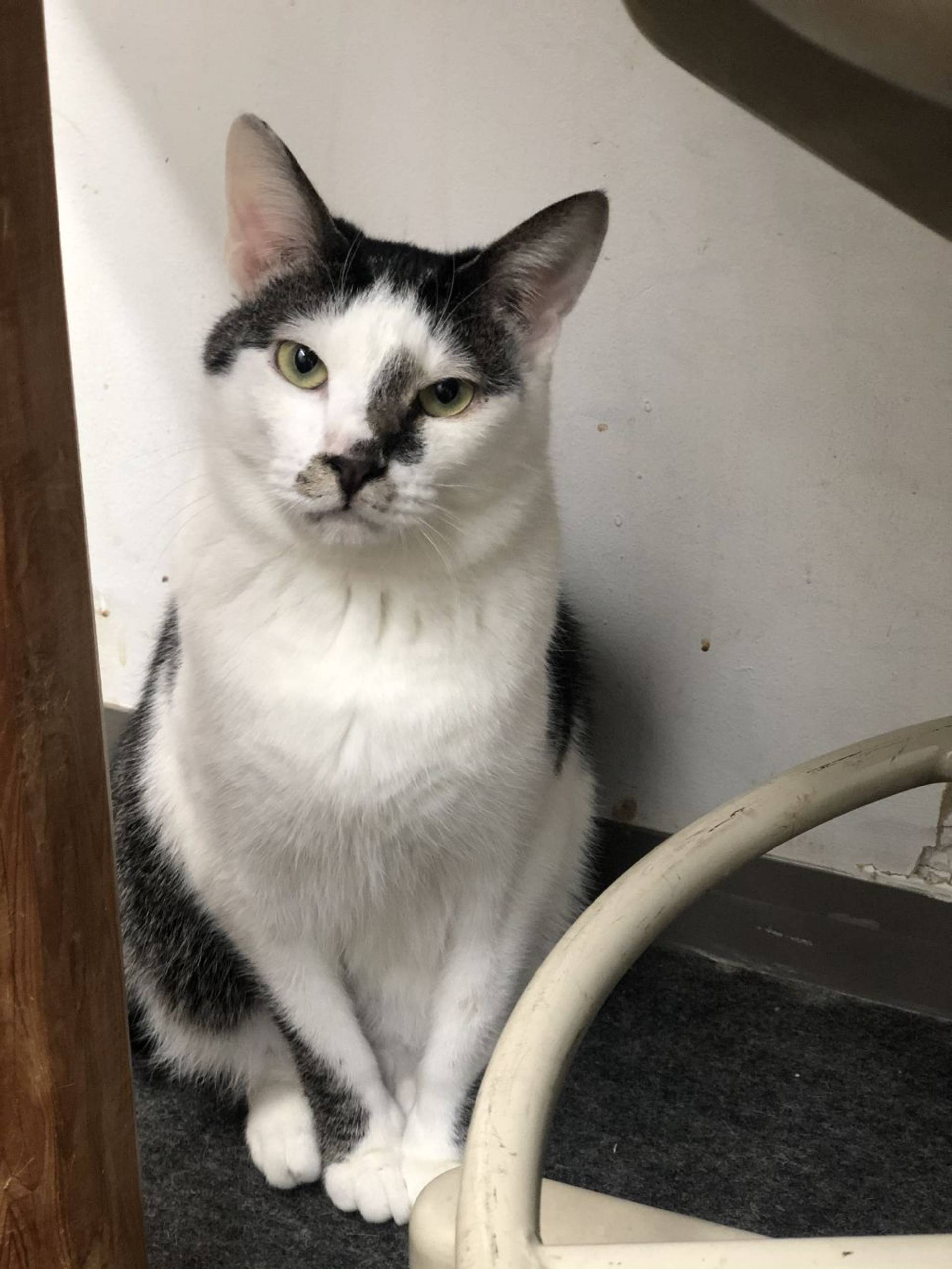 雑種（ミックス猫）・オスの里親募集の写真