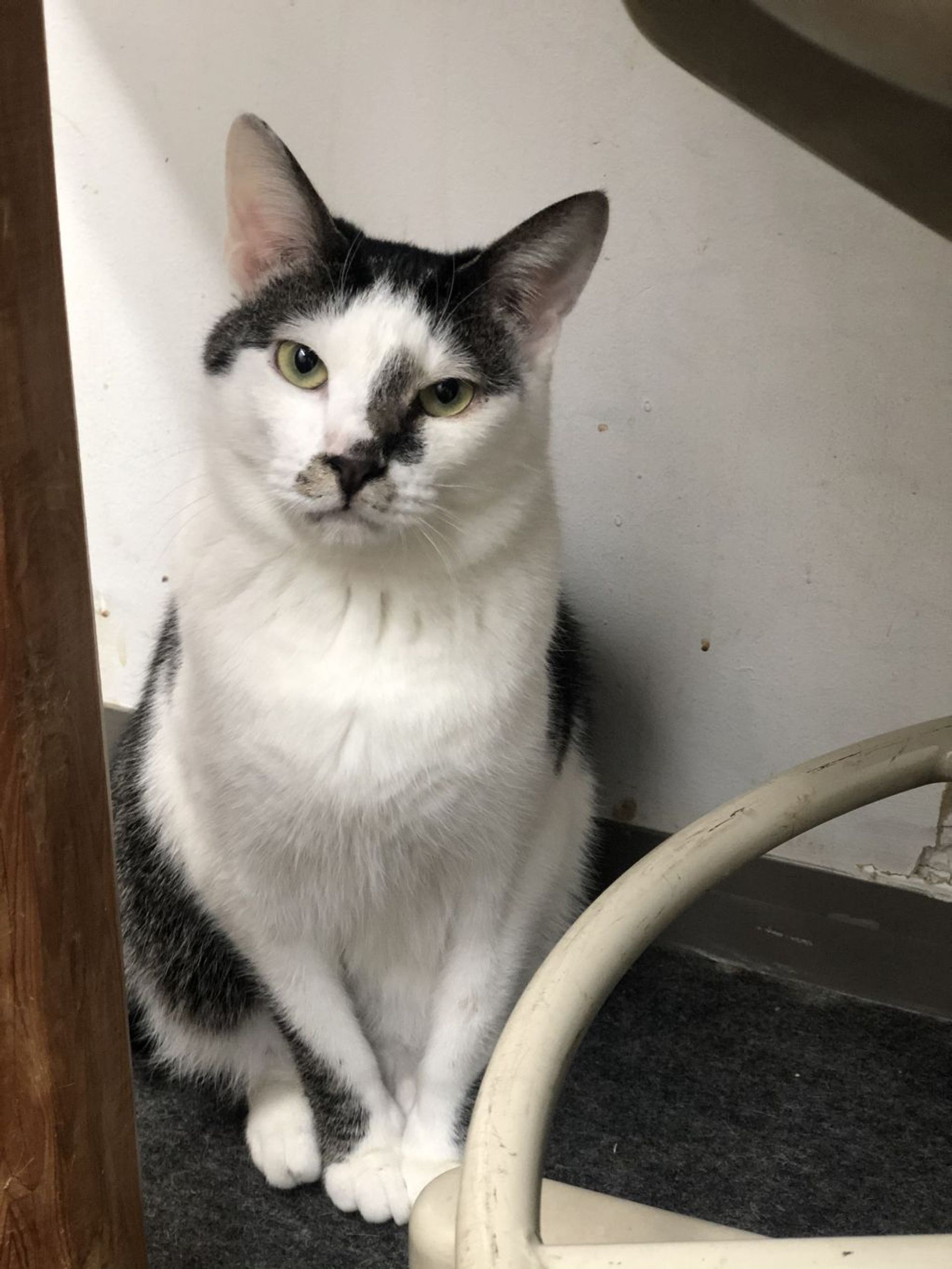 雑種（ミックス猫）・オスの里親募集の写真
