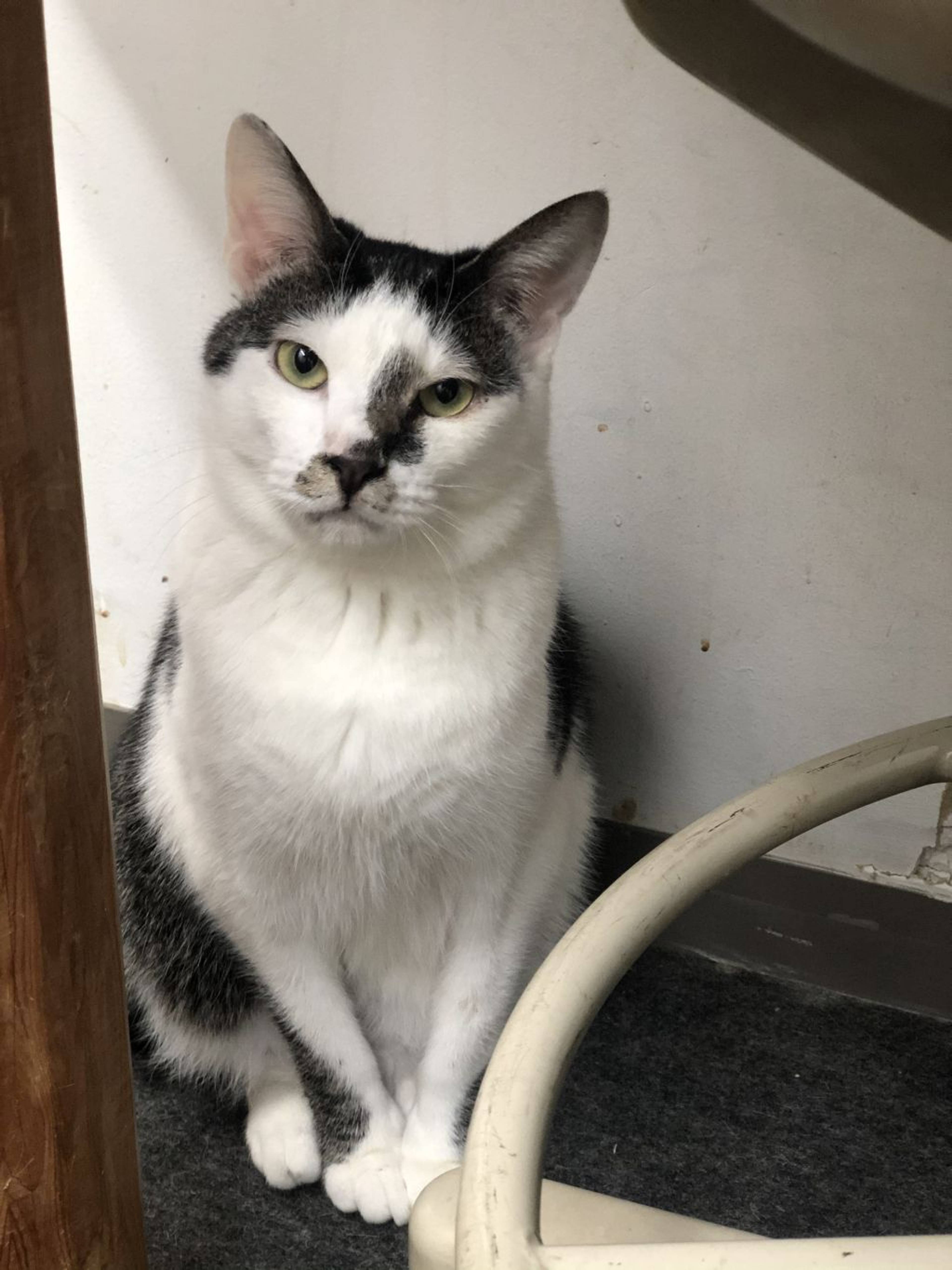 雑種（ミックス猫）・オスの里親募集の写真