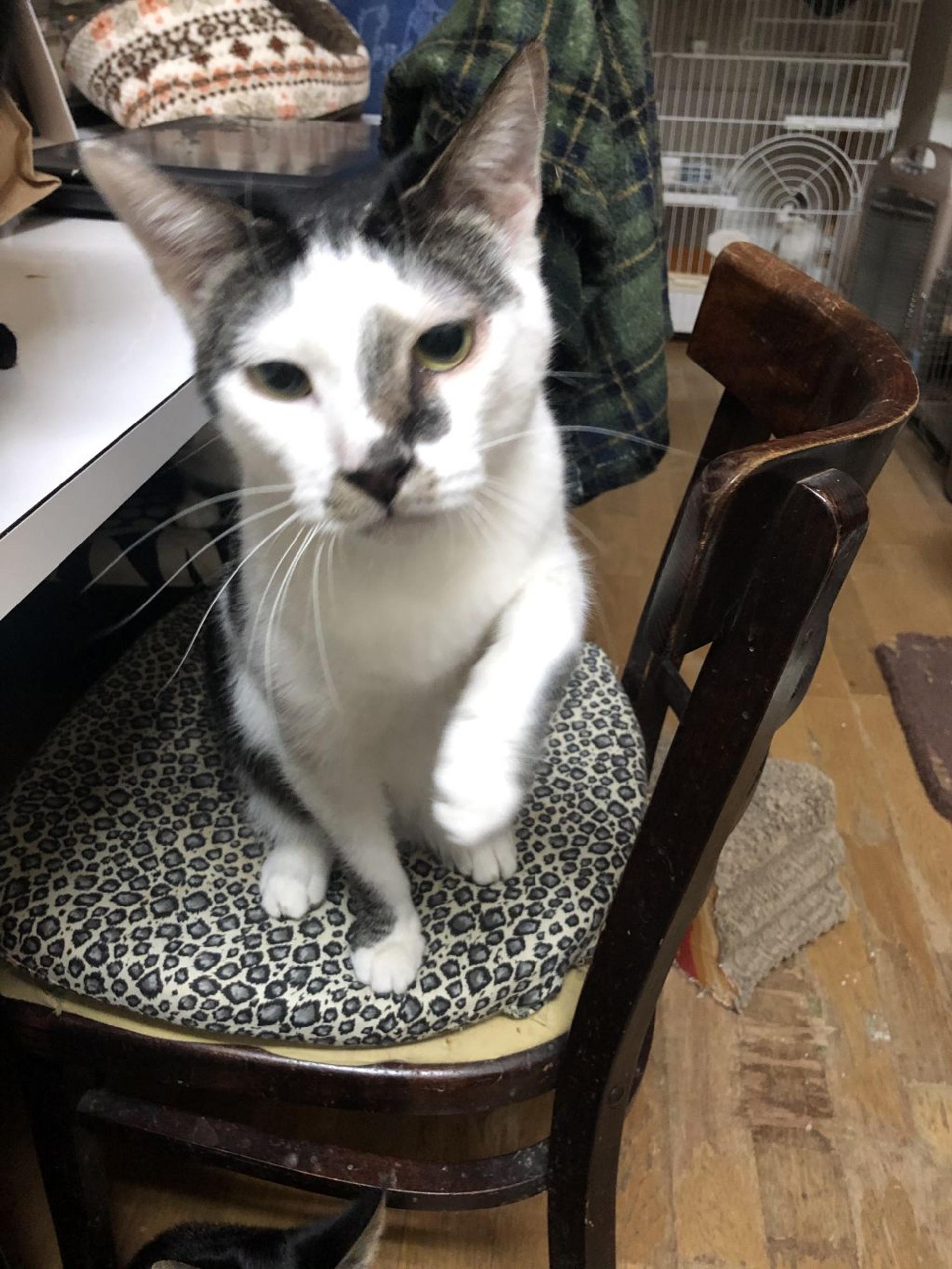 pet-image-3