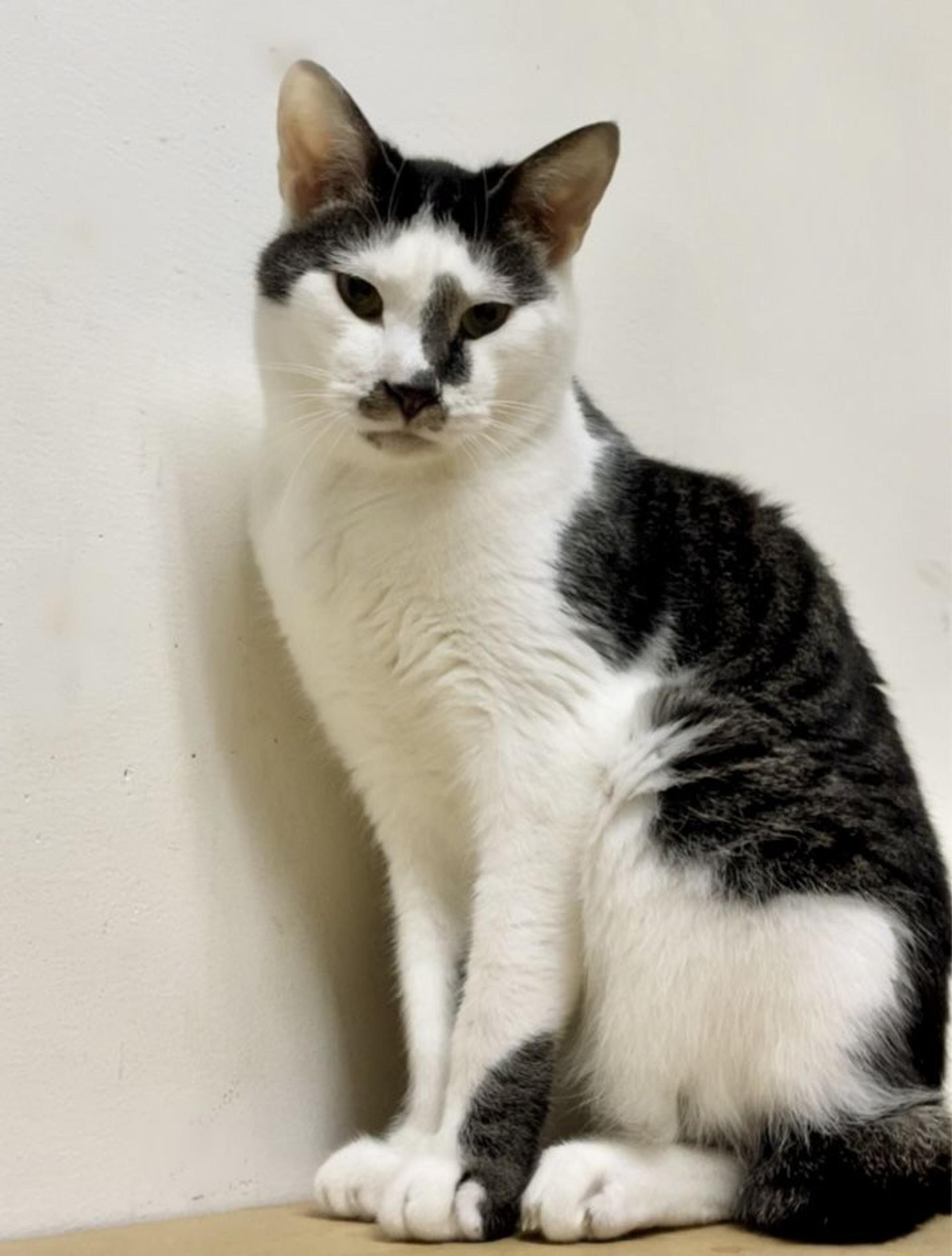 pet-image-7