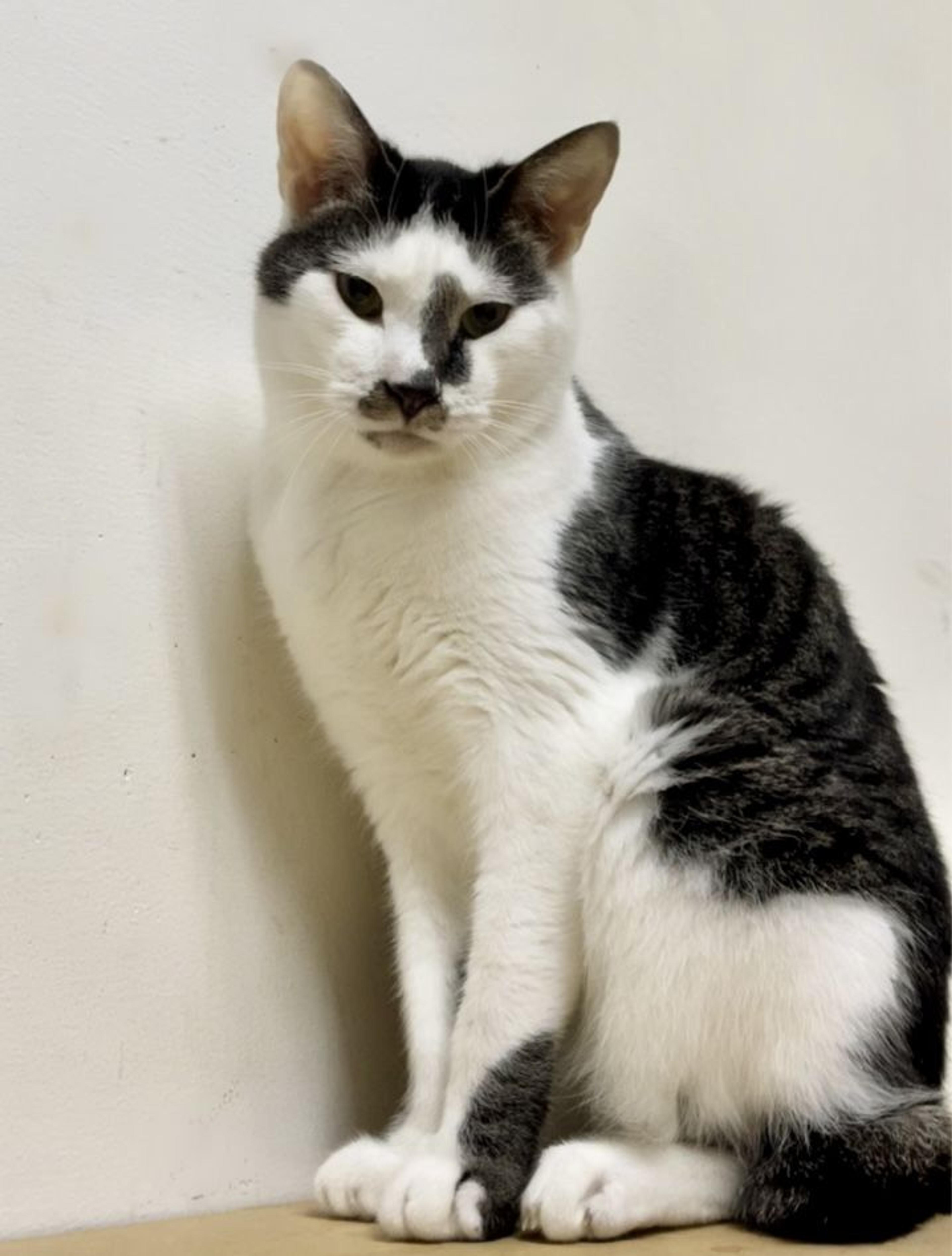 pet-image-7