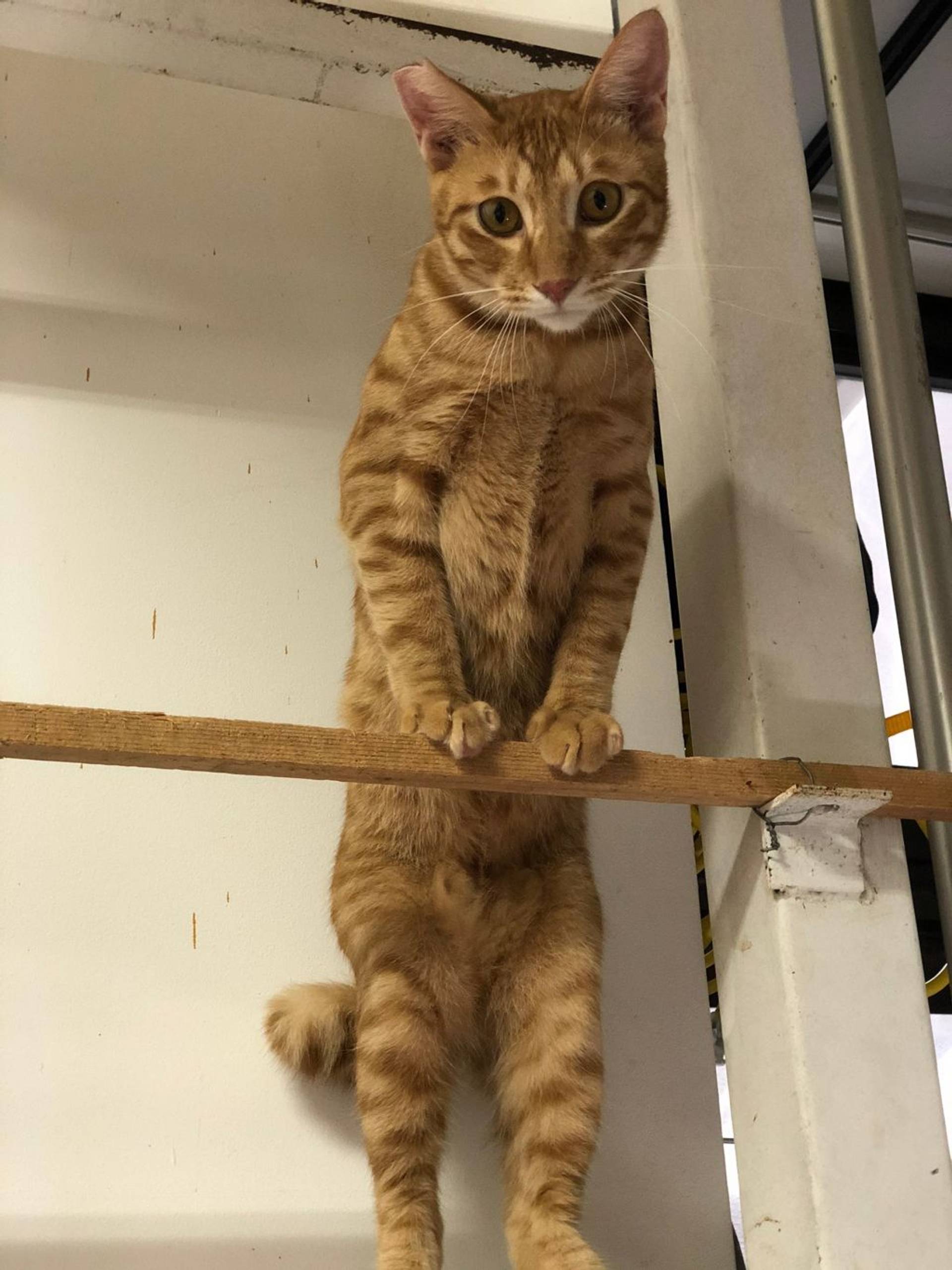 雑種（ミックス猫）・オスの里親募集の写真