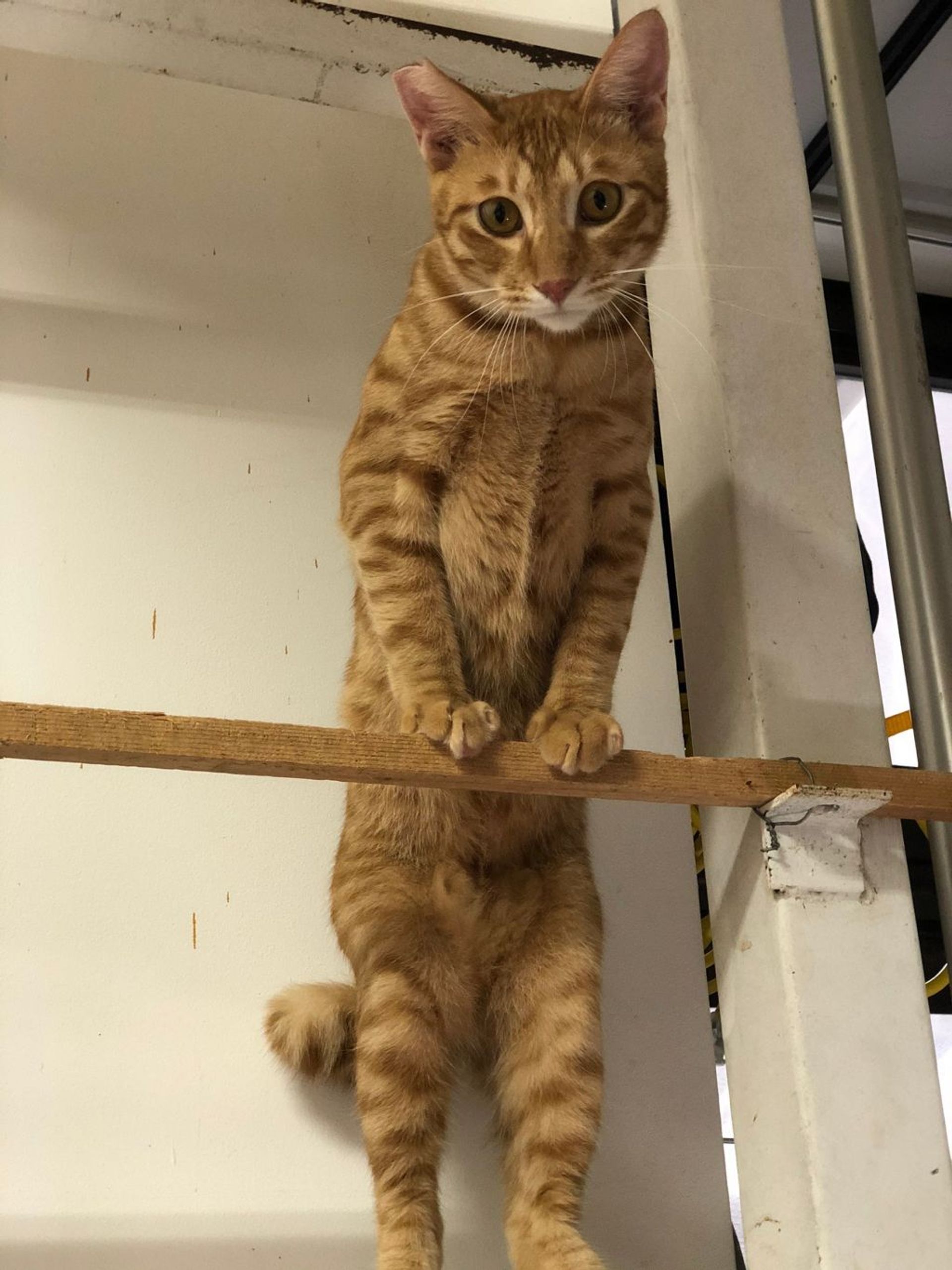 雑種（ミックス猫）・オスの里親募集の写真