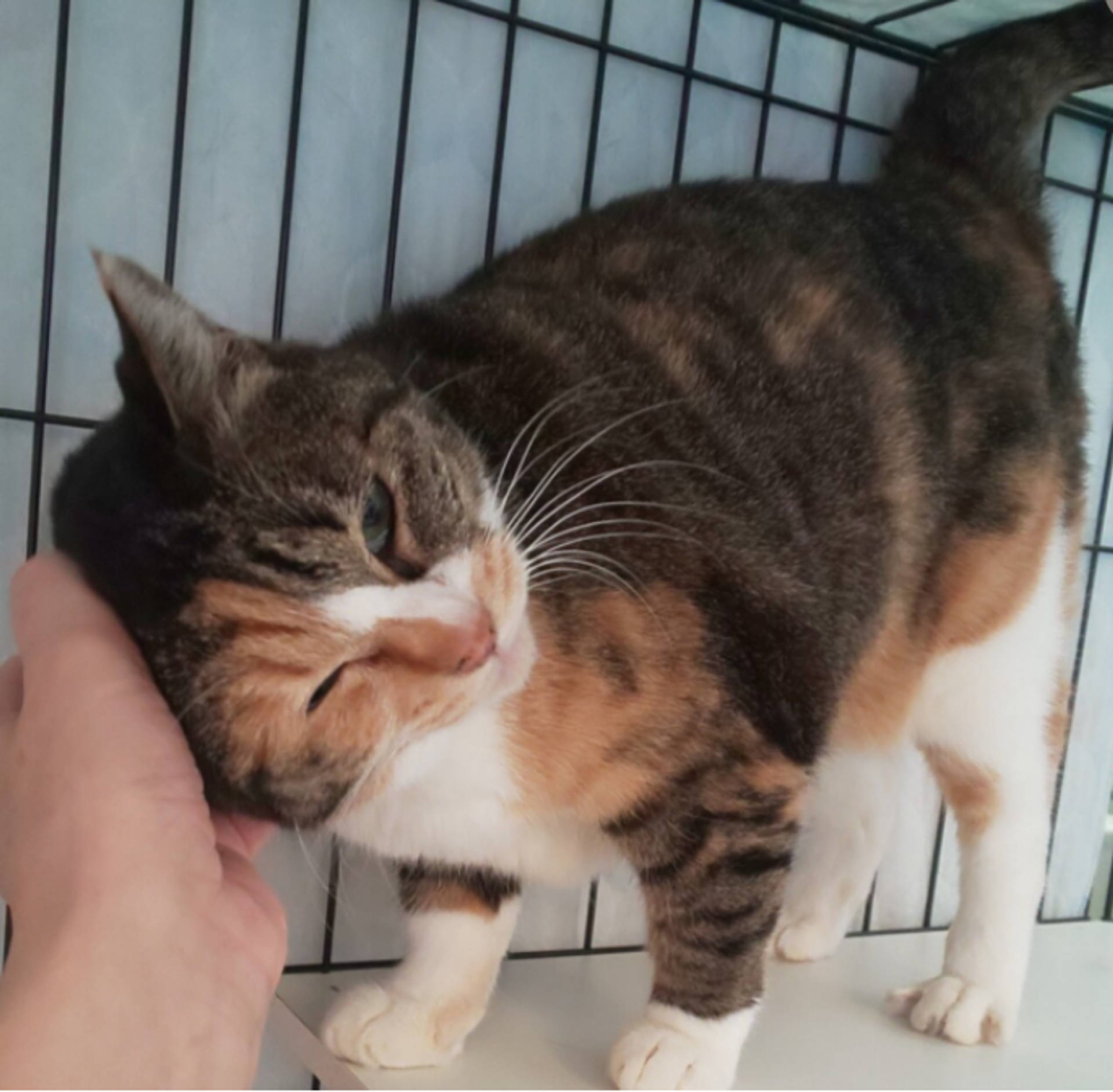 雑種（ミックス猫）・メスの里親募集の写真